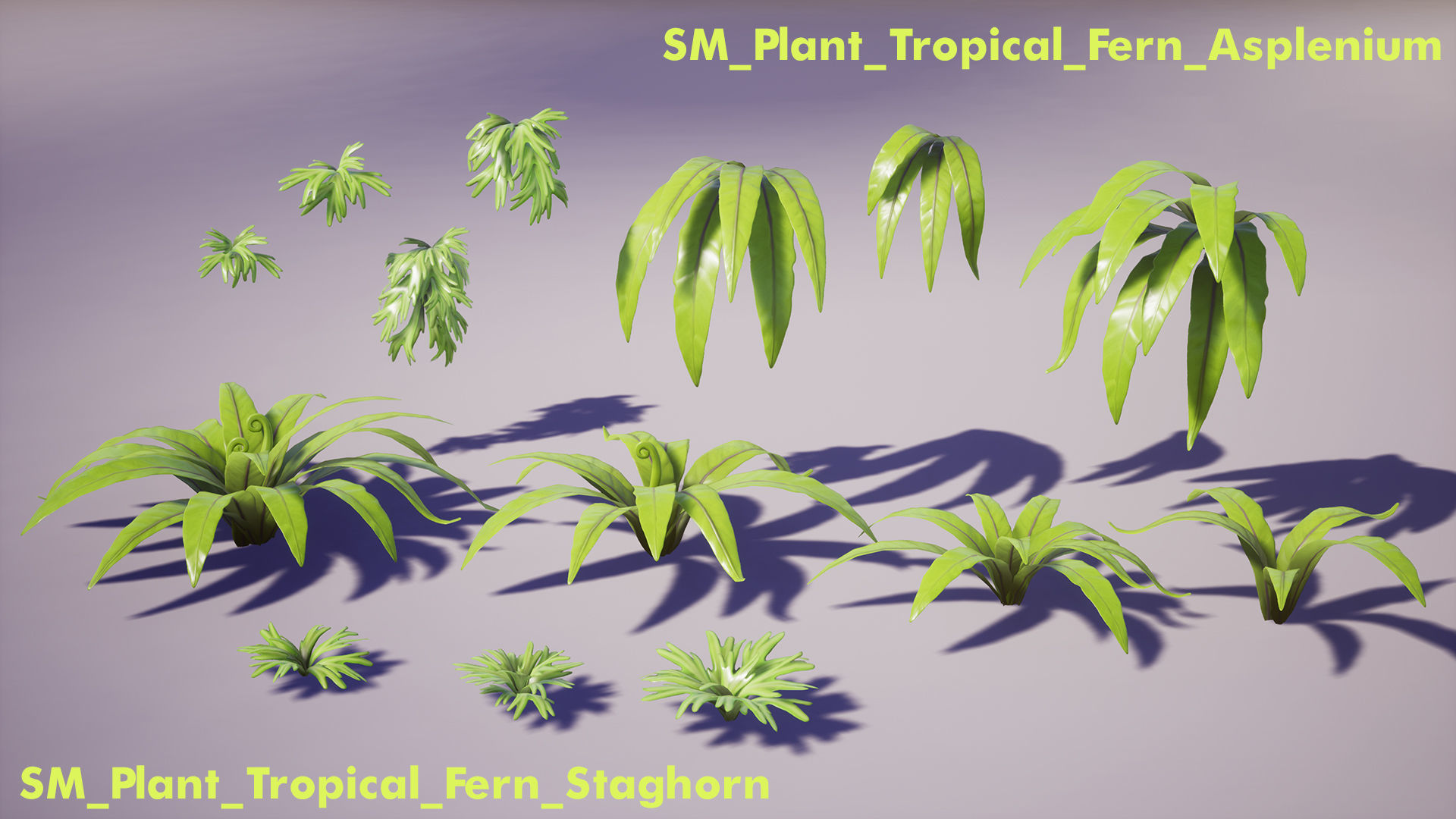 Tropical Plants Pack Low-poly 3D model_17