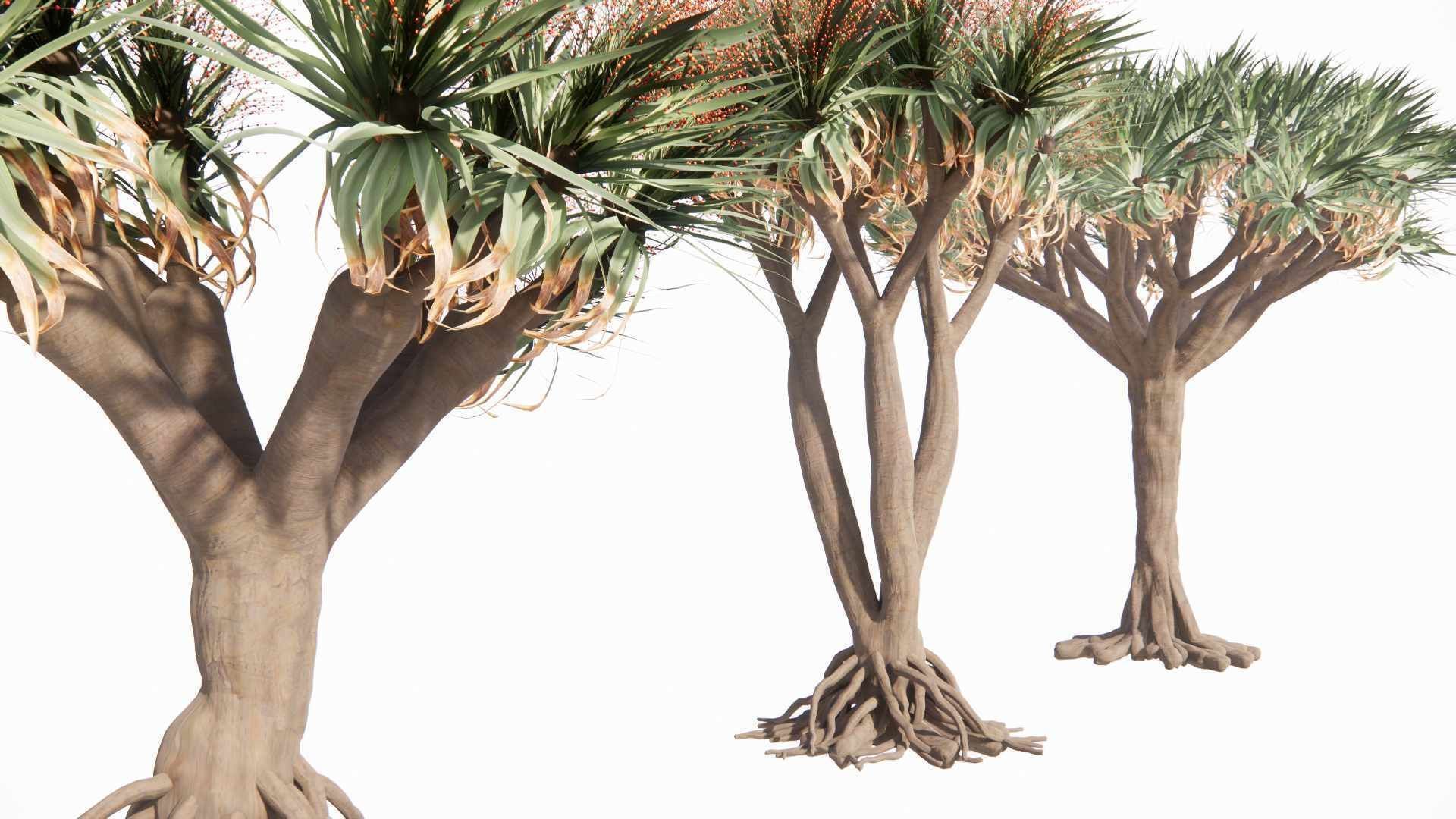 Dracaena draco 3D model_2
