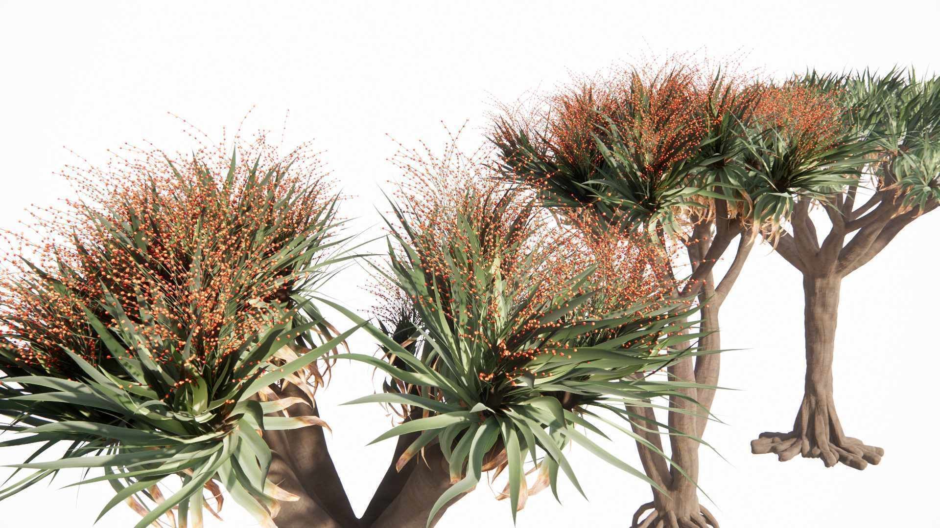 Dracaena draco 3D model_3