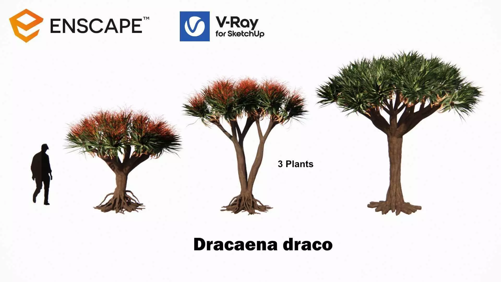 Dracaena draco 3D model_0