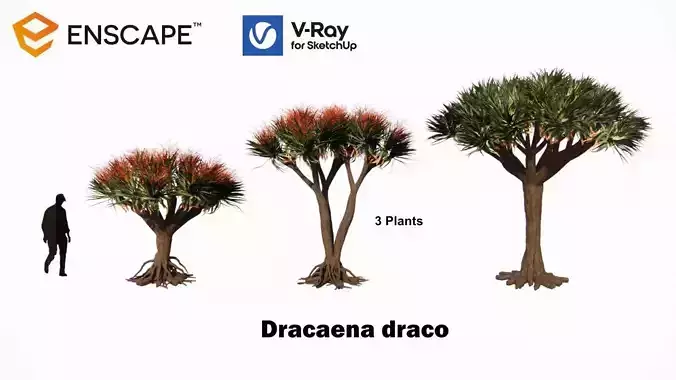 Dracaena draco