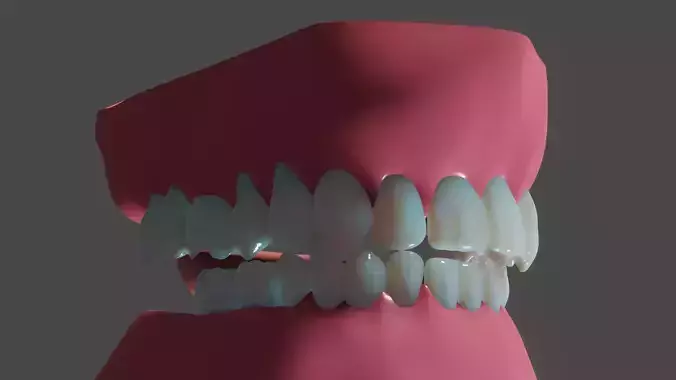 Human mouth full tooth models