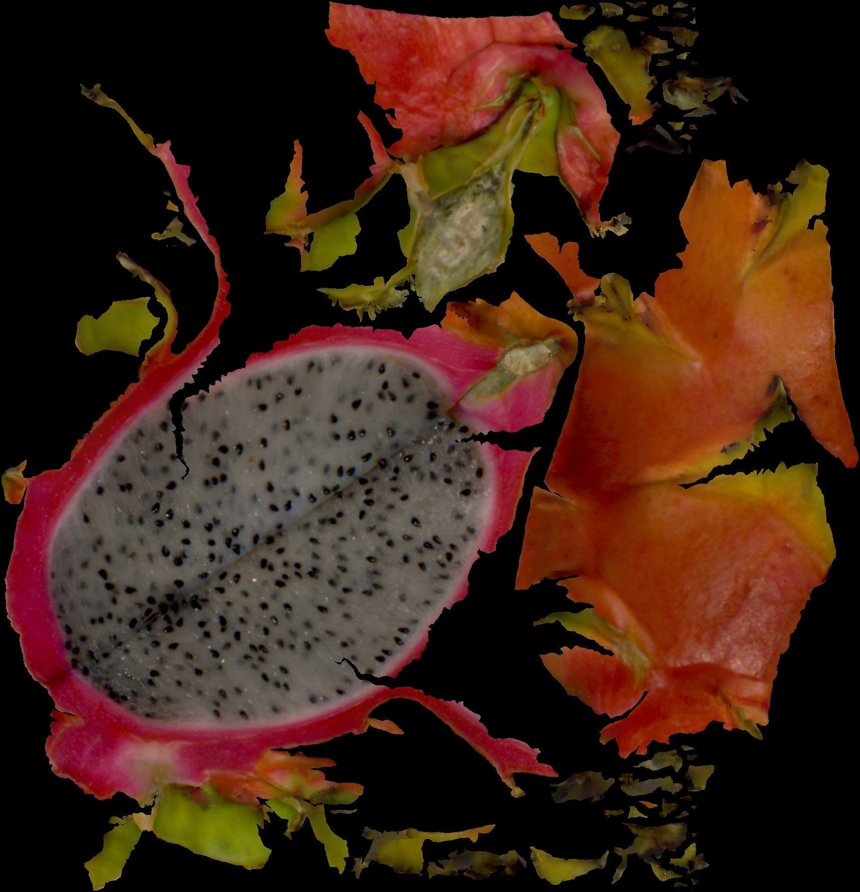 Dragonfruit whole half quarter Free 3D model_8