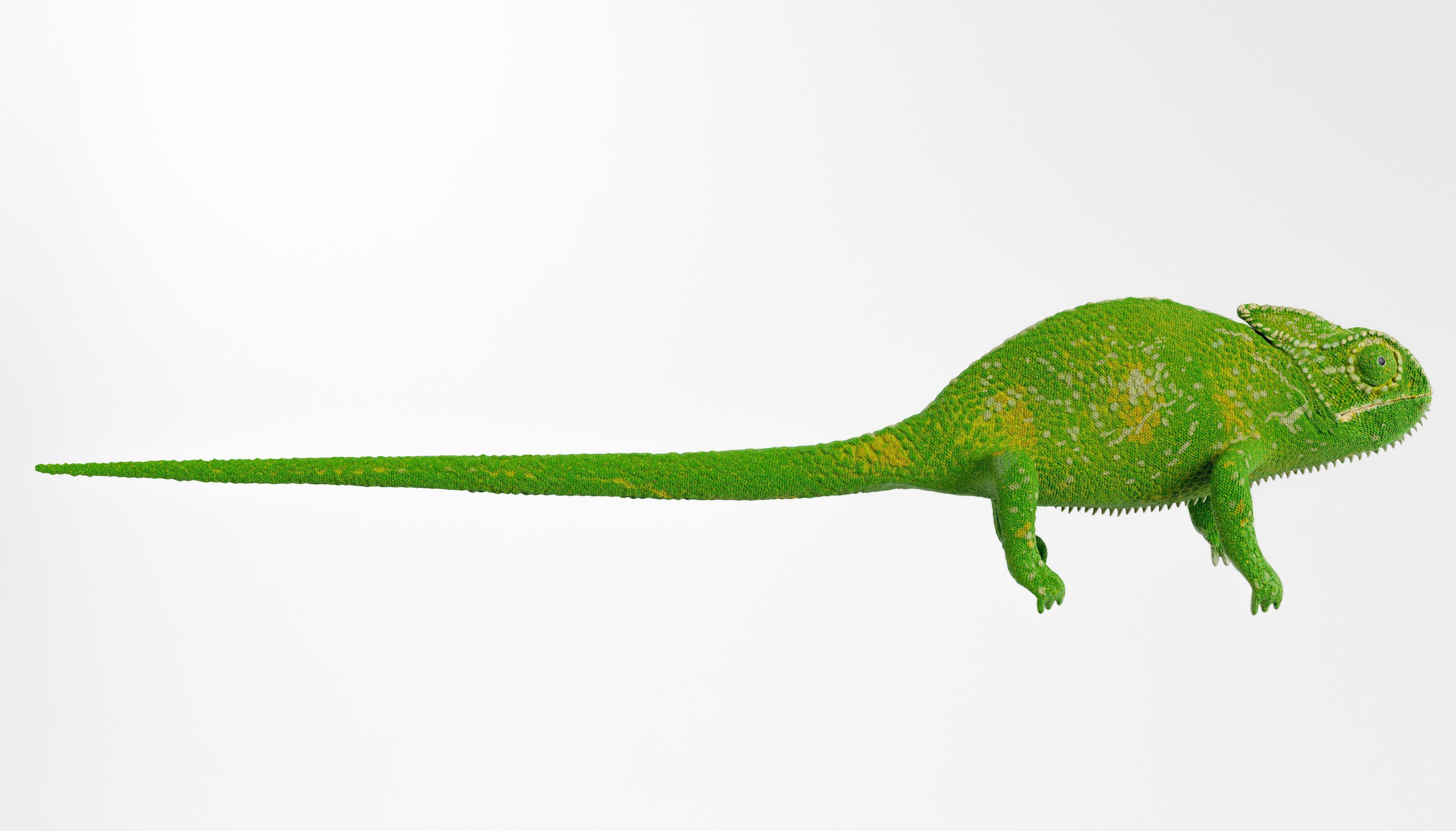 Chameleon Fully Rigged 3D model_3