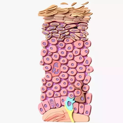 Epidermis Cross Section 3D model