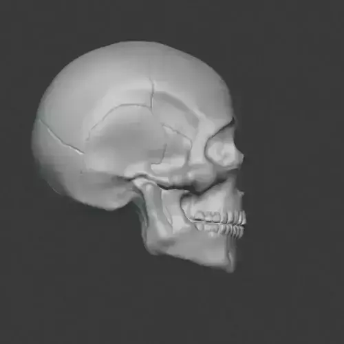 Skull Head 3D model