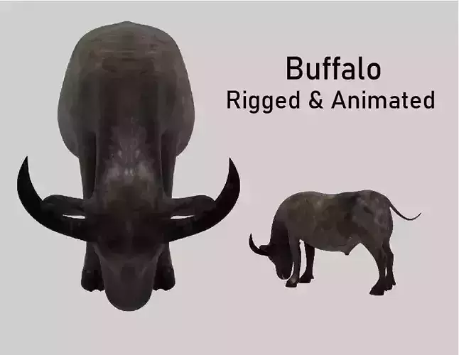 Buffalo Animated VFX Grace