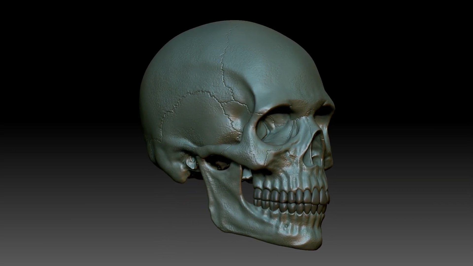 Human skull sculpt 3D model high poly 3D model_8