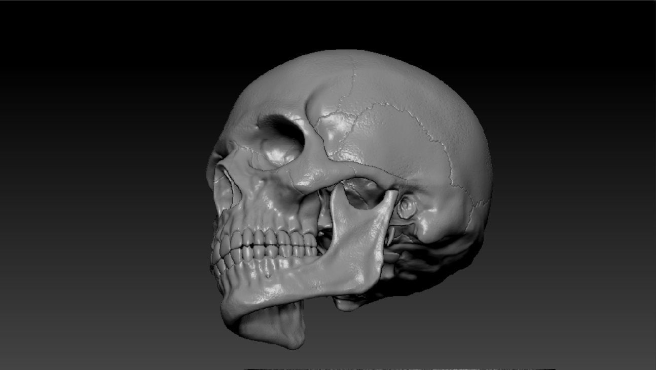 Human skull sculpt 3D model high poly 3D model_2