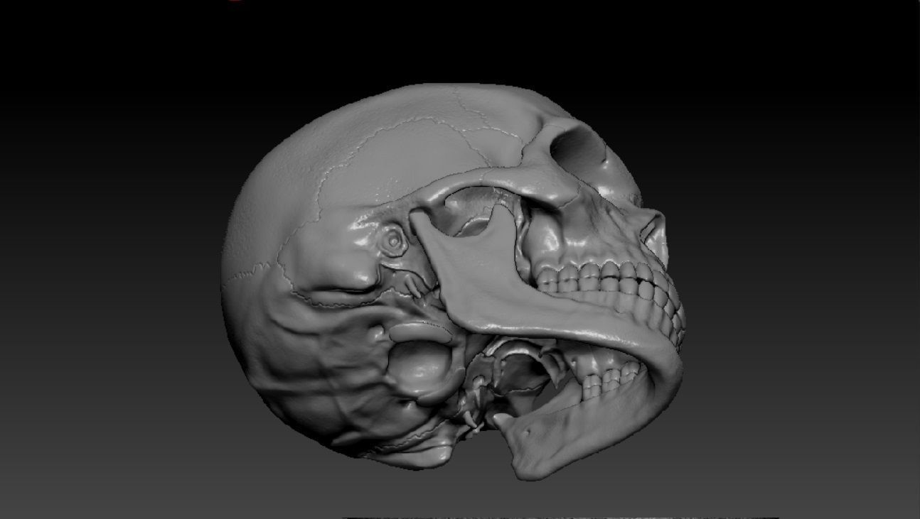 Human skull sculpt 3D model high poly 3D model_3
