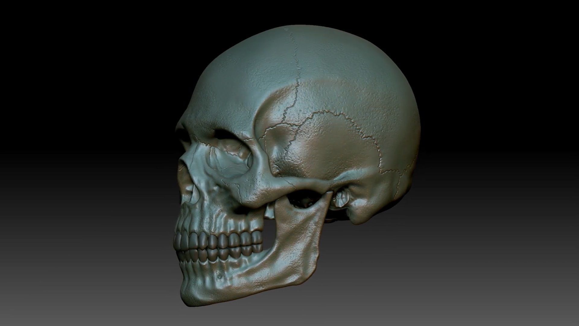 Human skull sculpt 3D model high poly 3D model_10