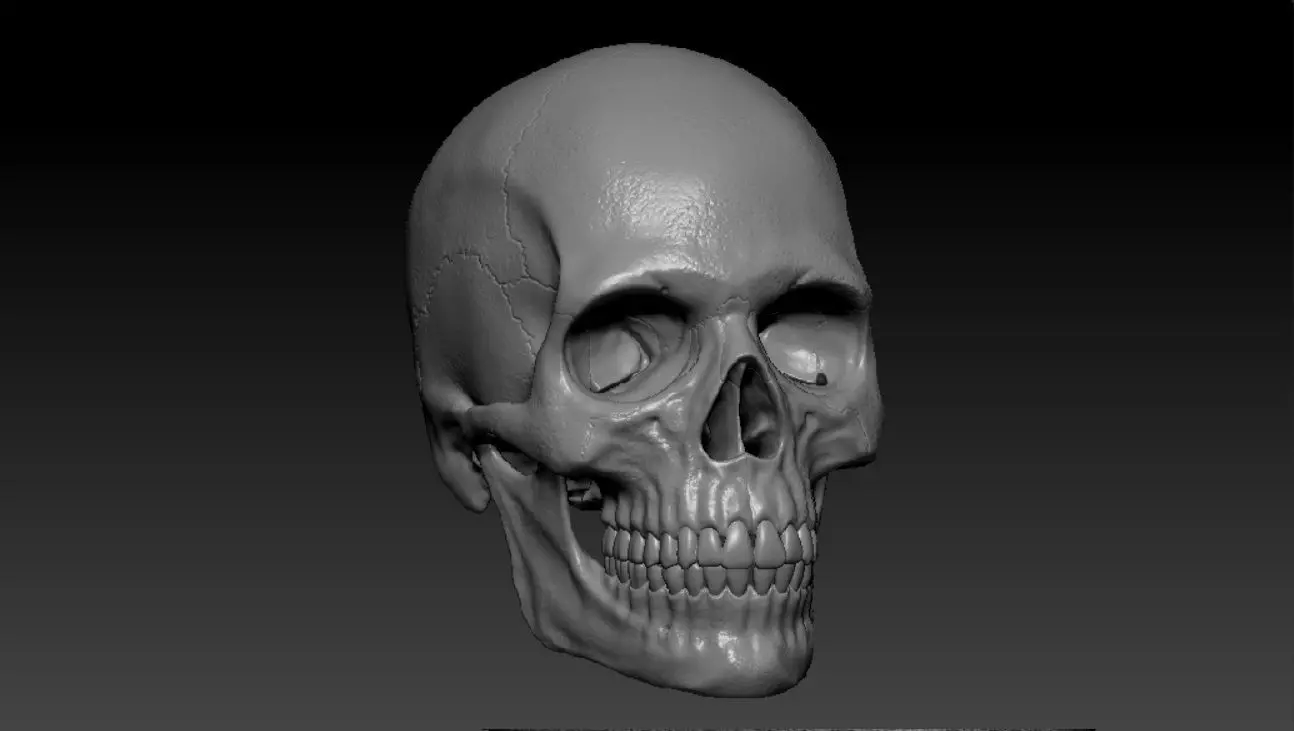 Human skull sculpt 3D model high poly 3D model_0
