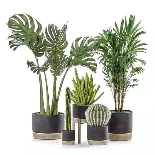 Indoor Tropical Plants Monstera Lady Palm And Cactuses