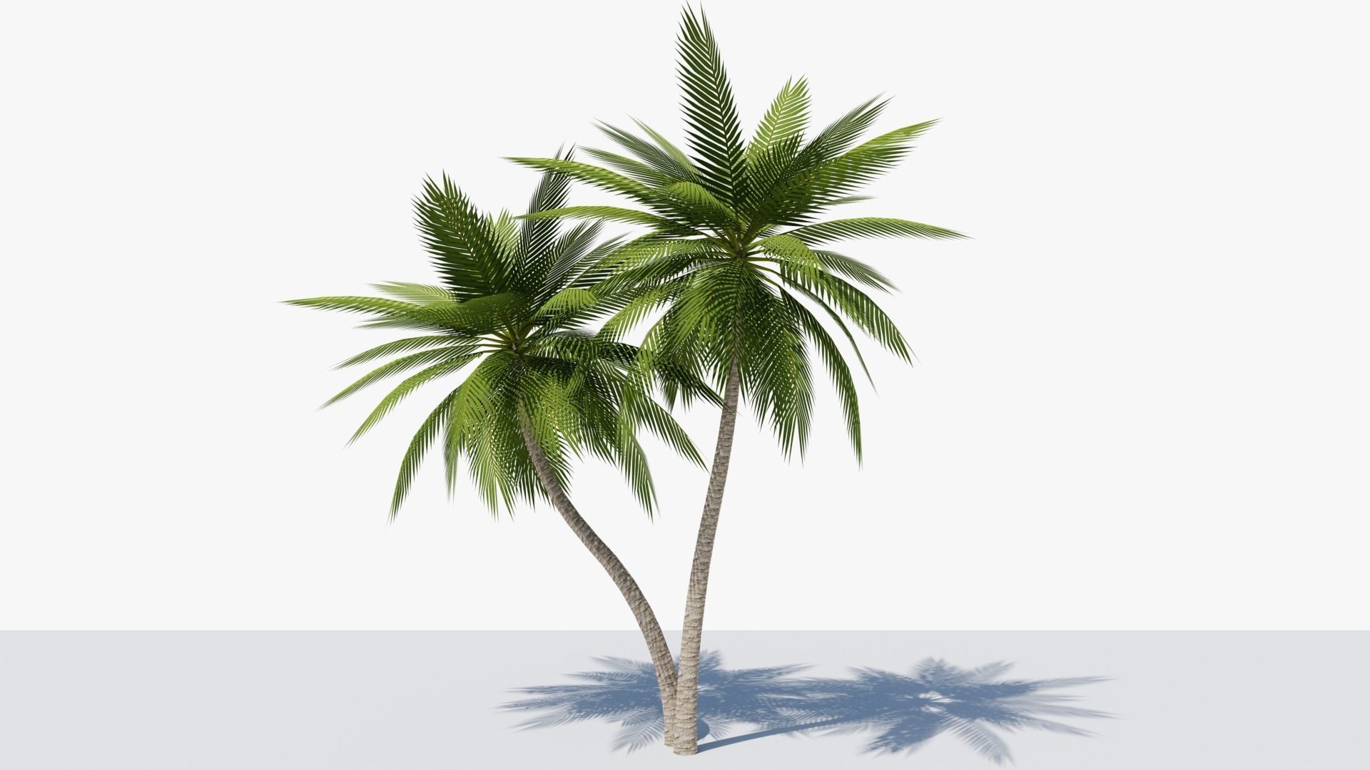 Lowpoly Date Palm v5 Low-poly 3D model_6