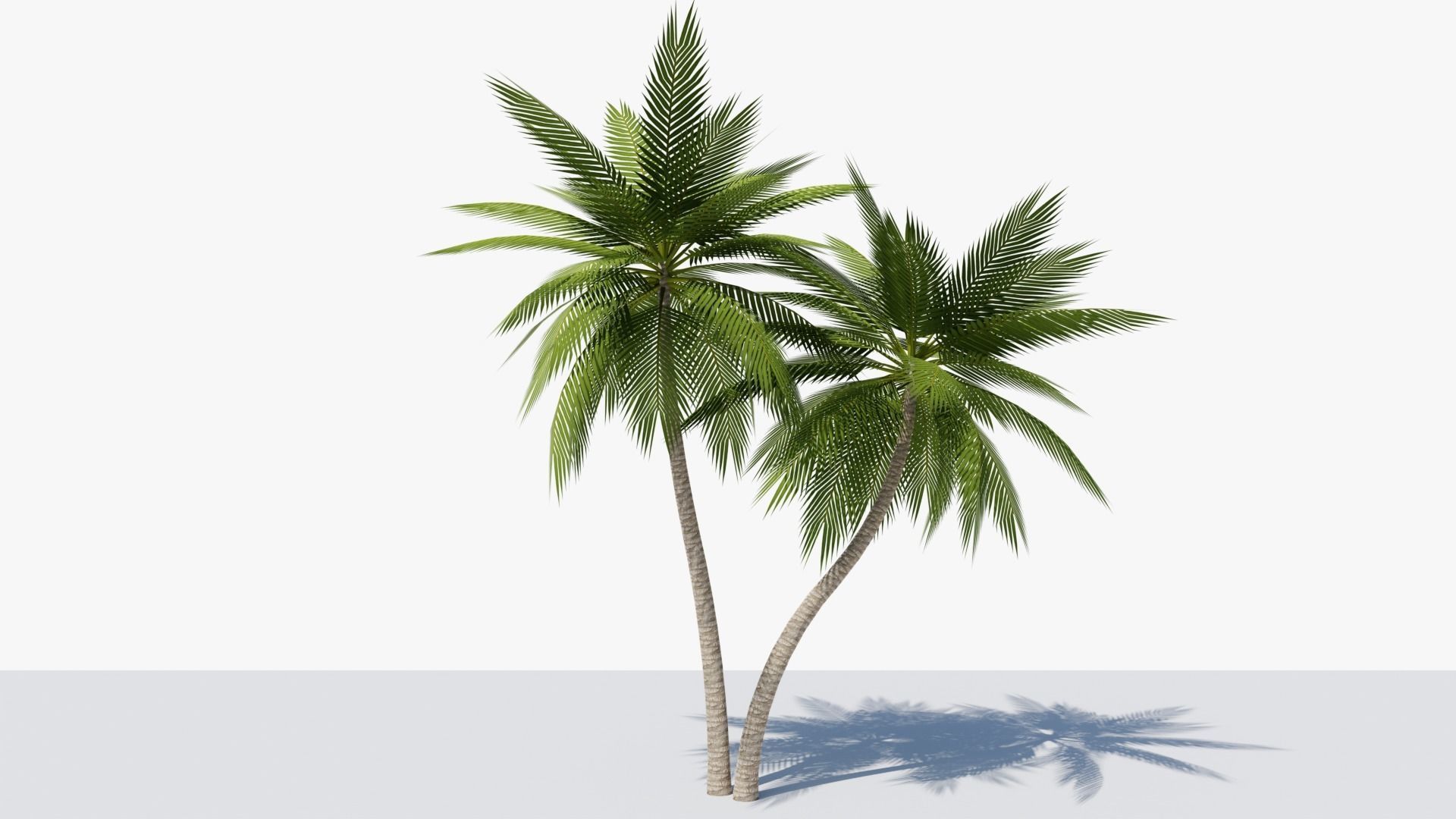 Lowpoly Date Palm v5 Low-poly 3D model_2
