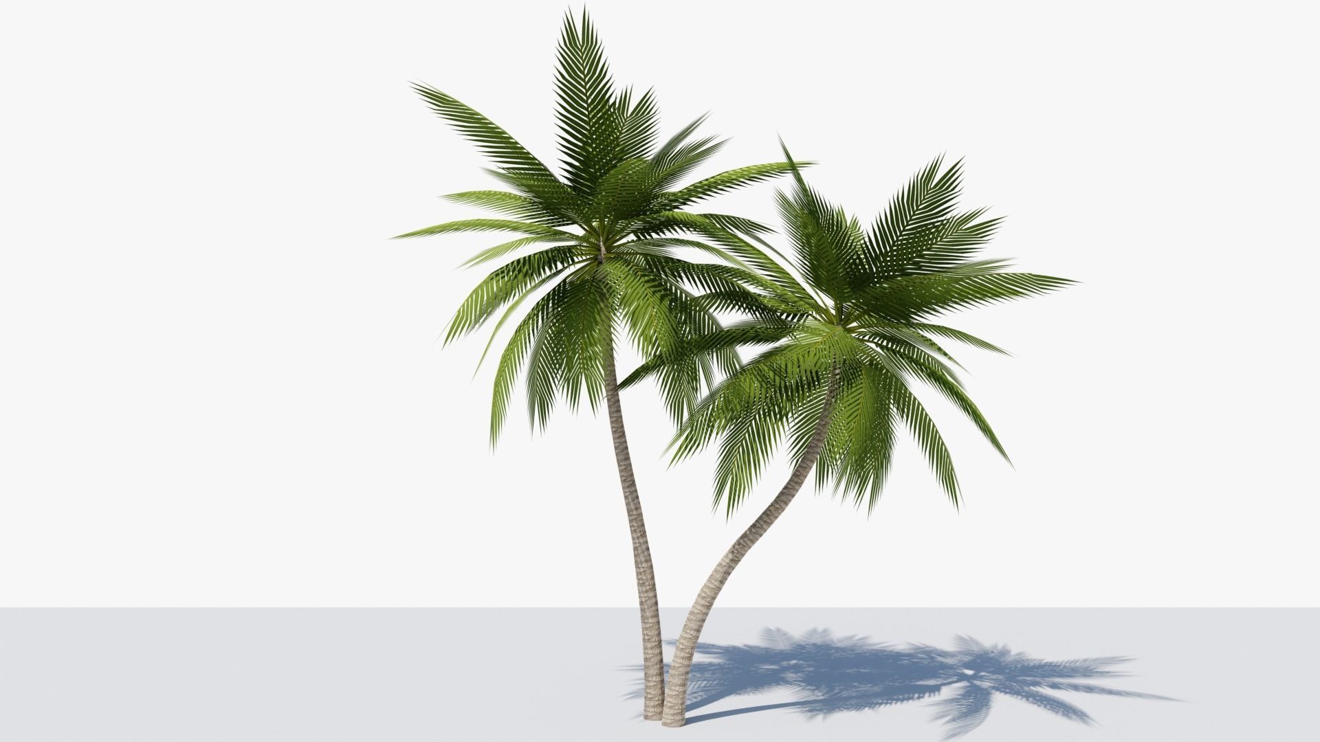 Lowpoly Date Palm v5 Low-poly 3D model_4