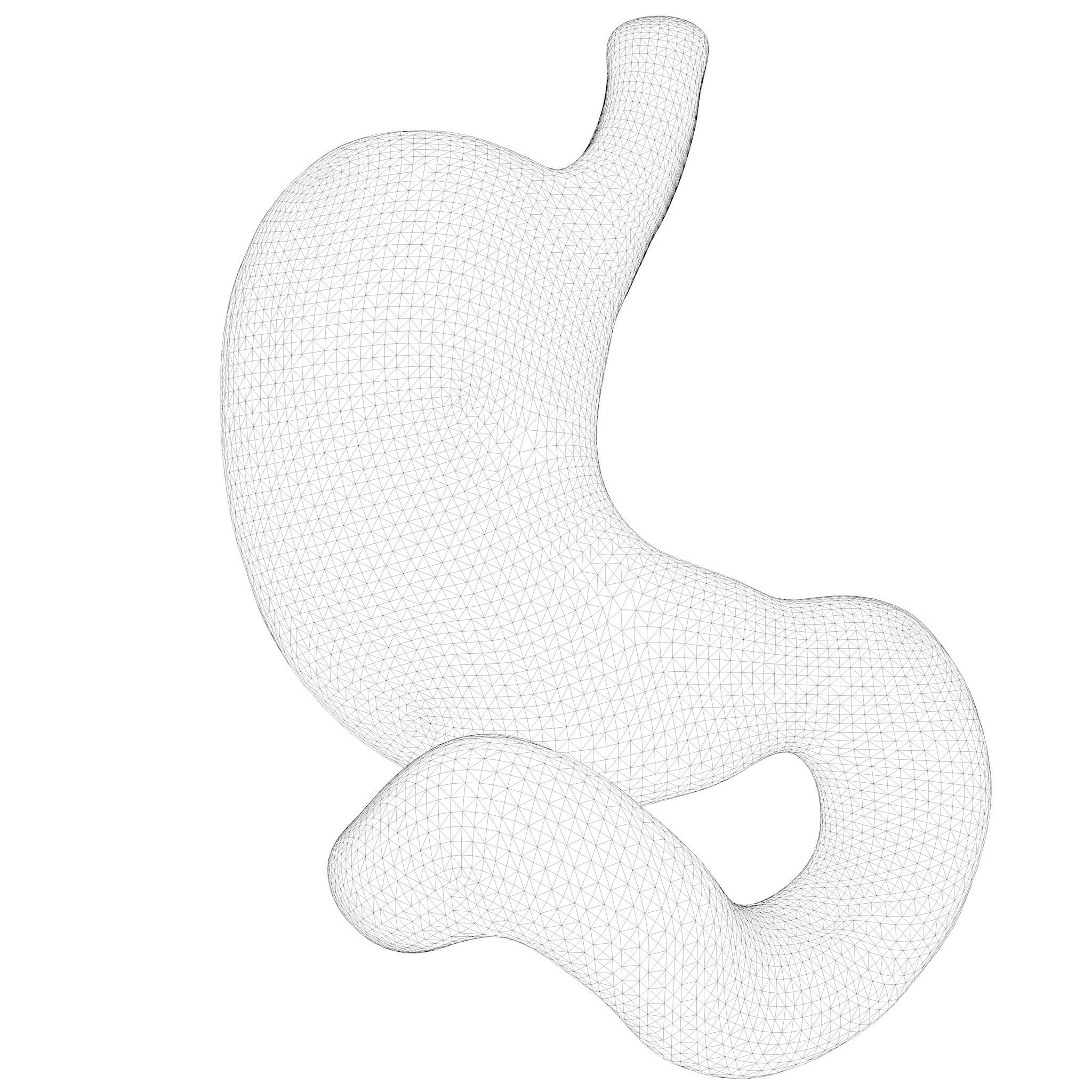 Human Stomach 3D model_8