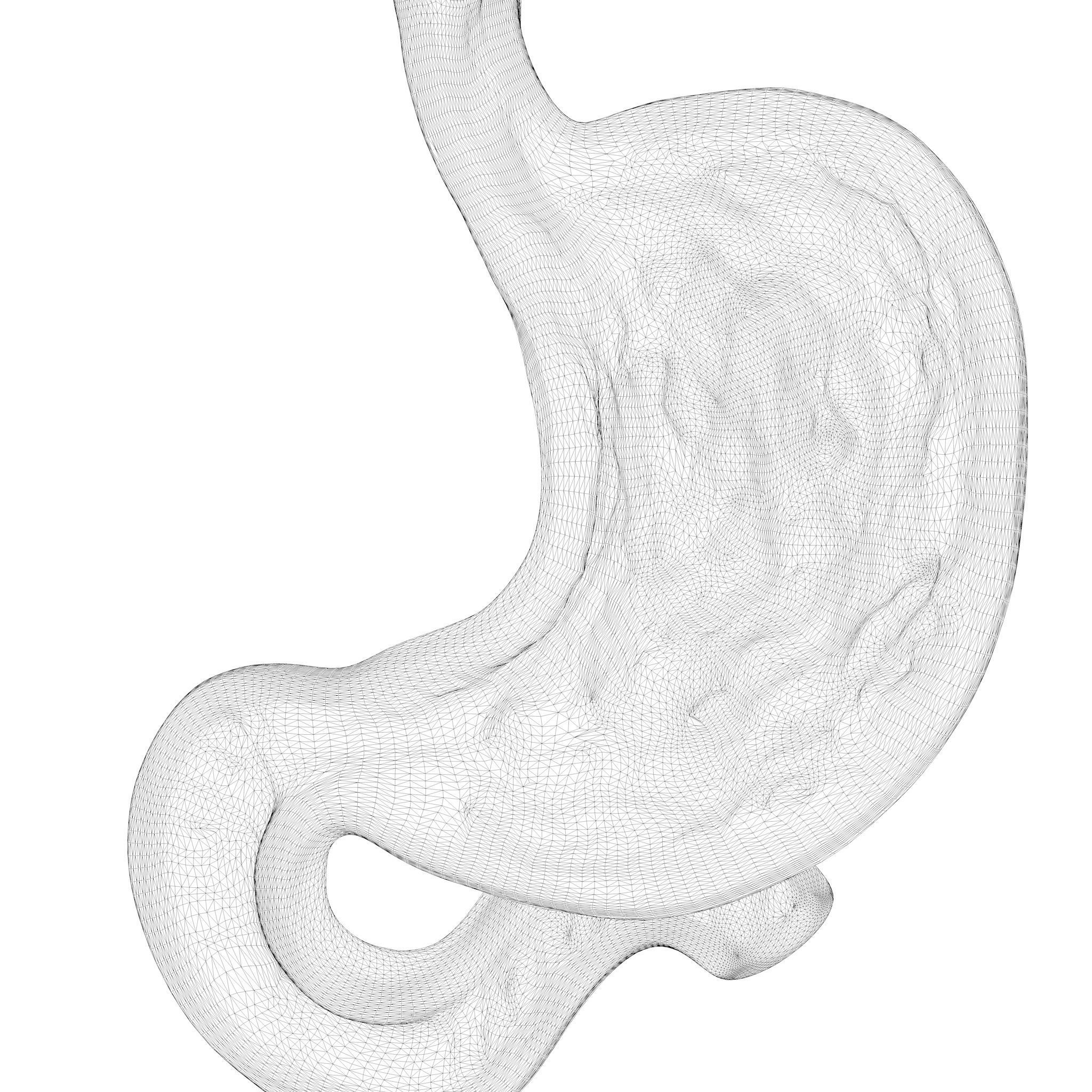 Human Stomach 3D model_7