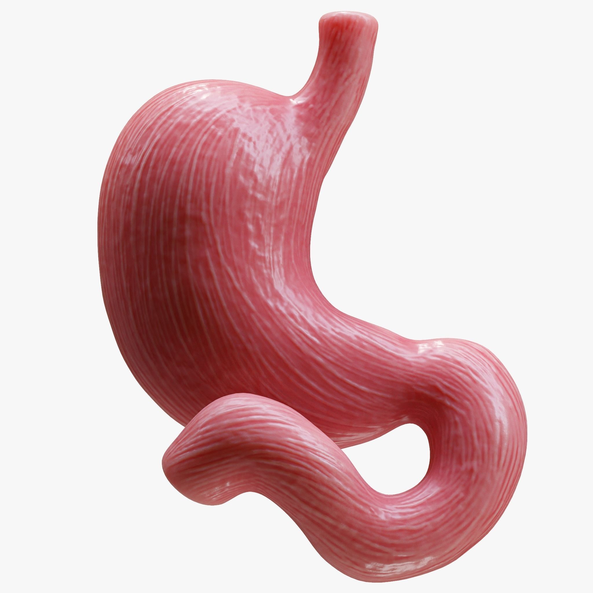Human Stomach 3D model_5