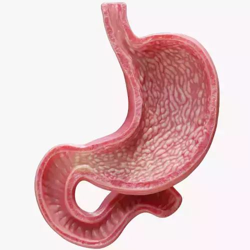 Human Stomach 3D model Human Stomach 3D model