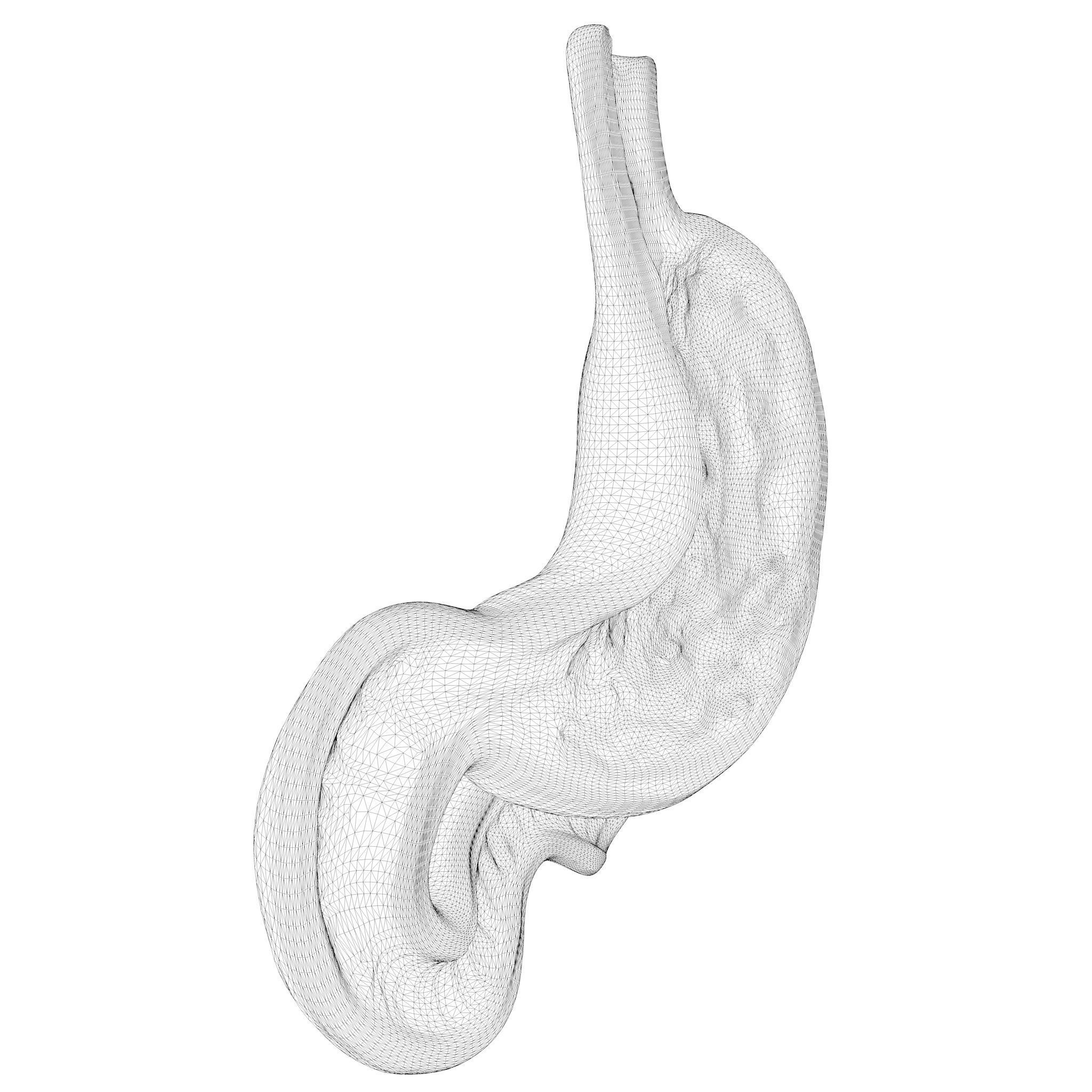 Human Stomach 3D model_9