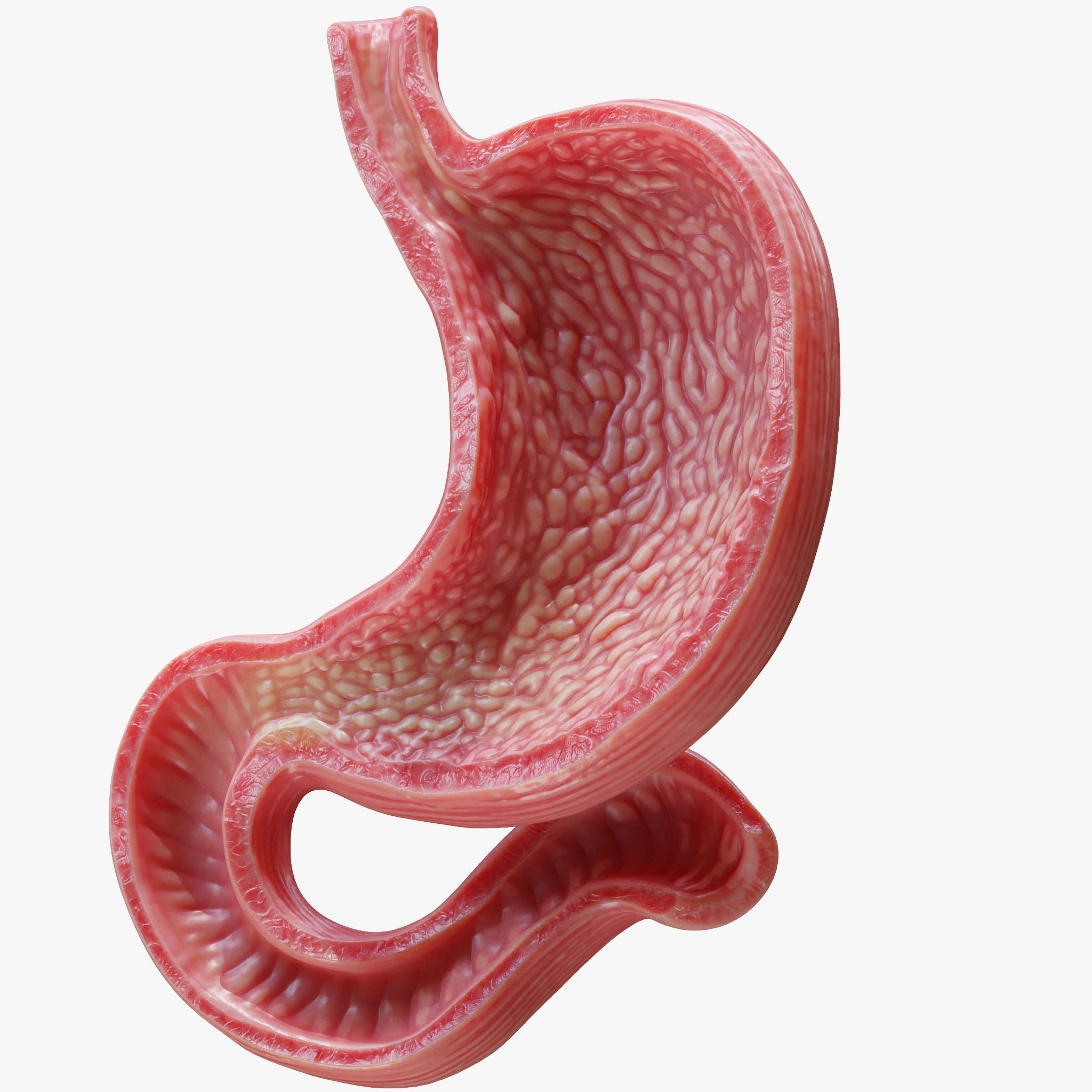 Human Stomach 3D model_3