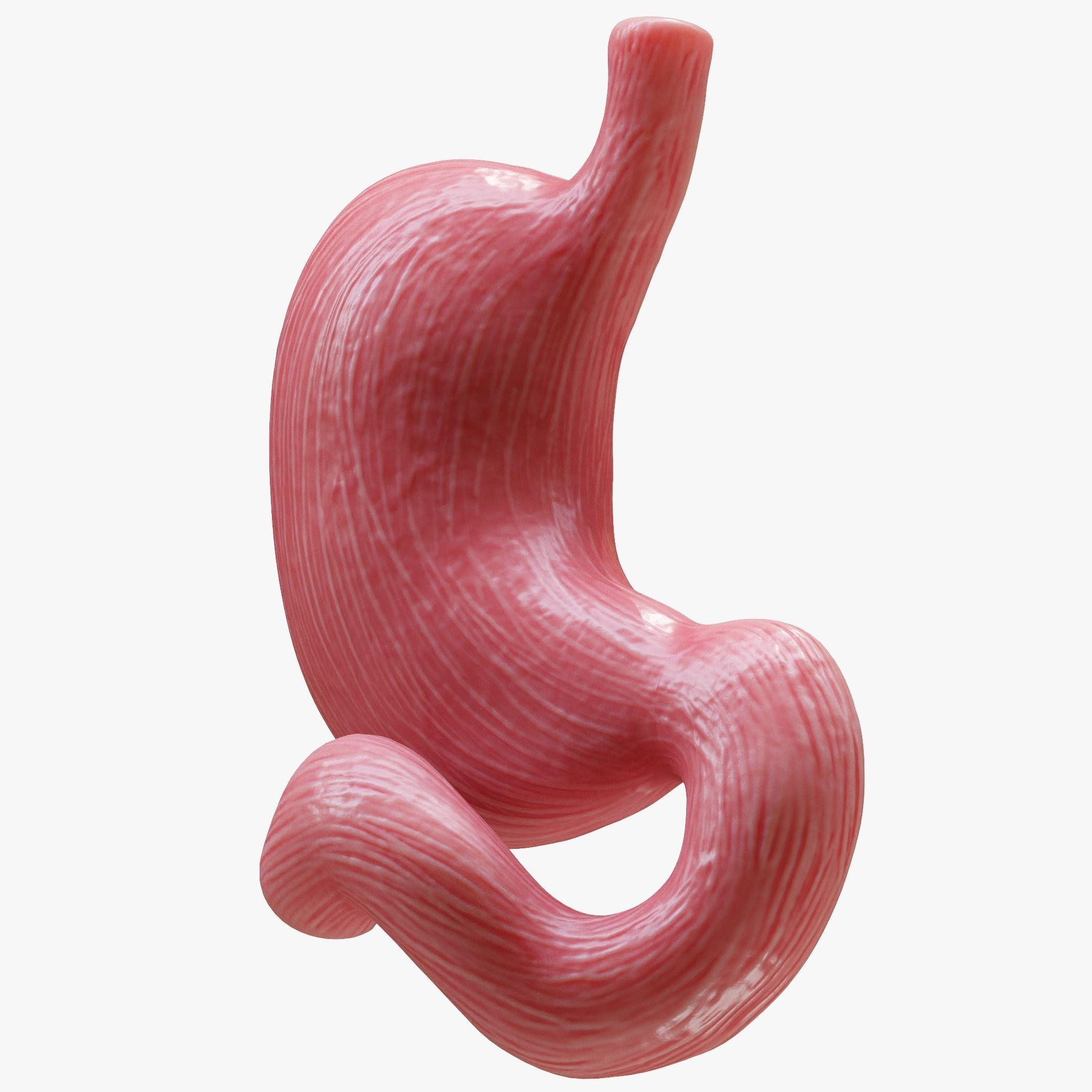 Human Stomach 3D model_4