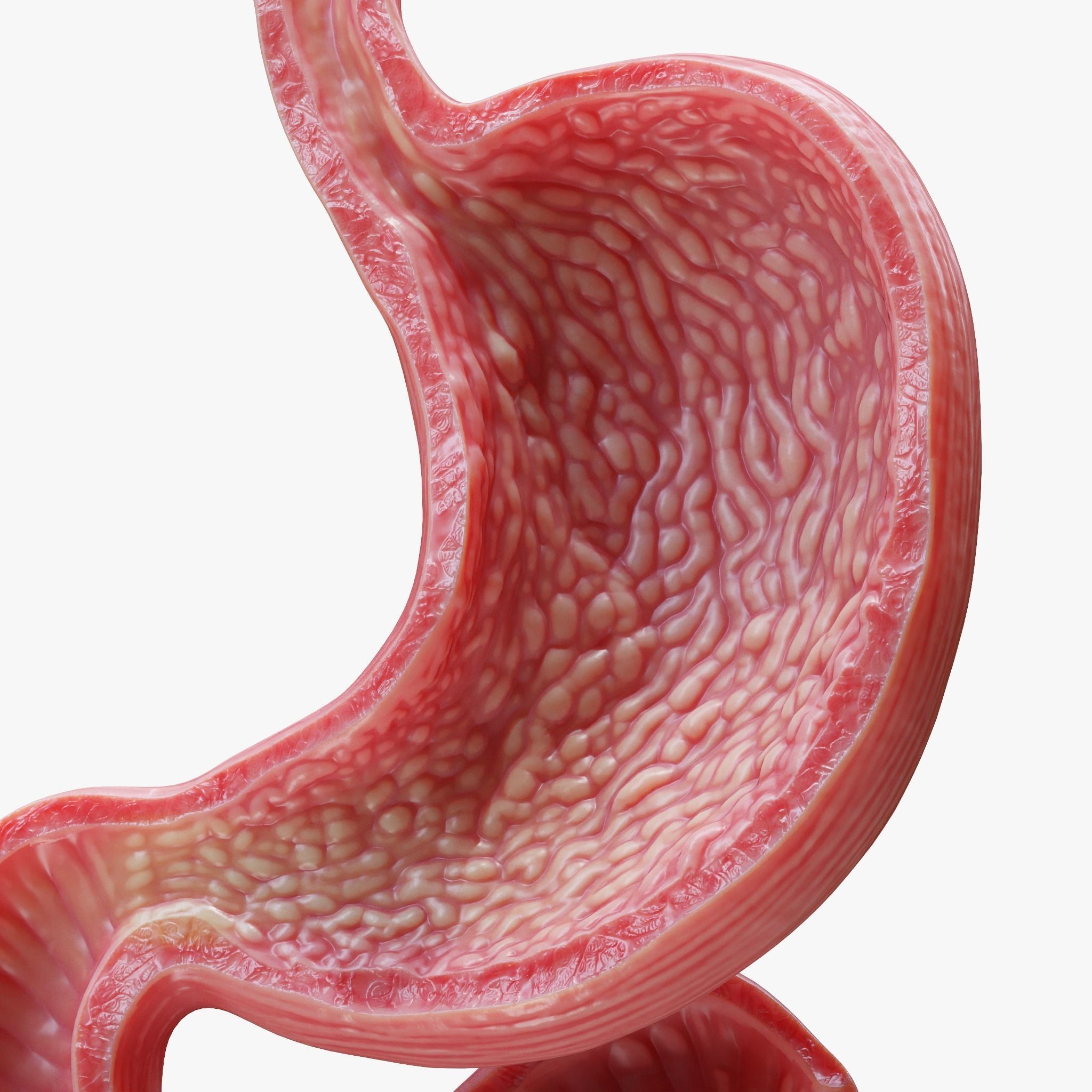 Human Stomach 3D model_1