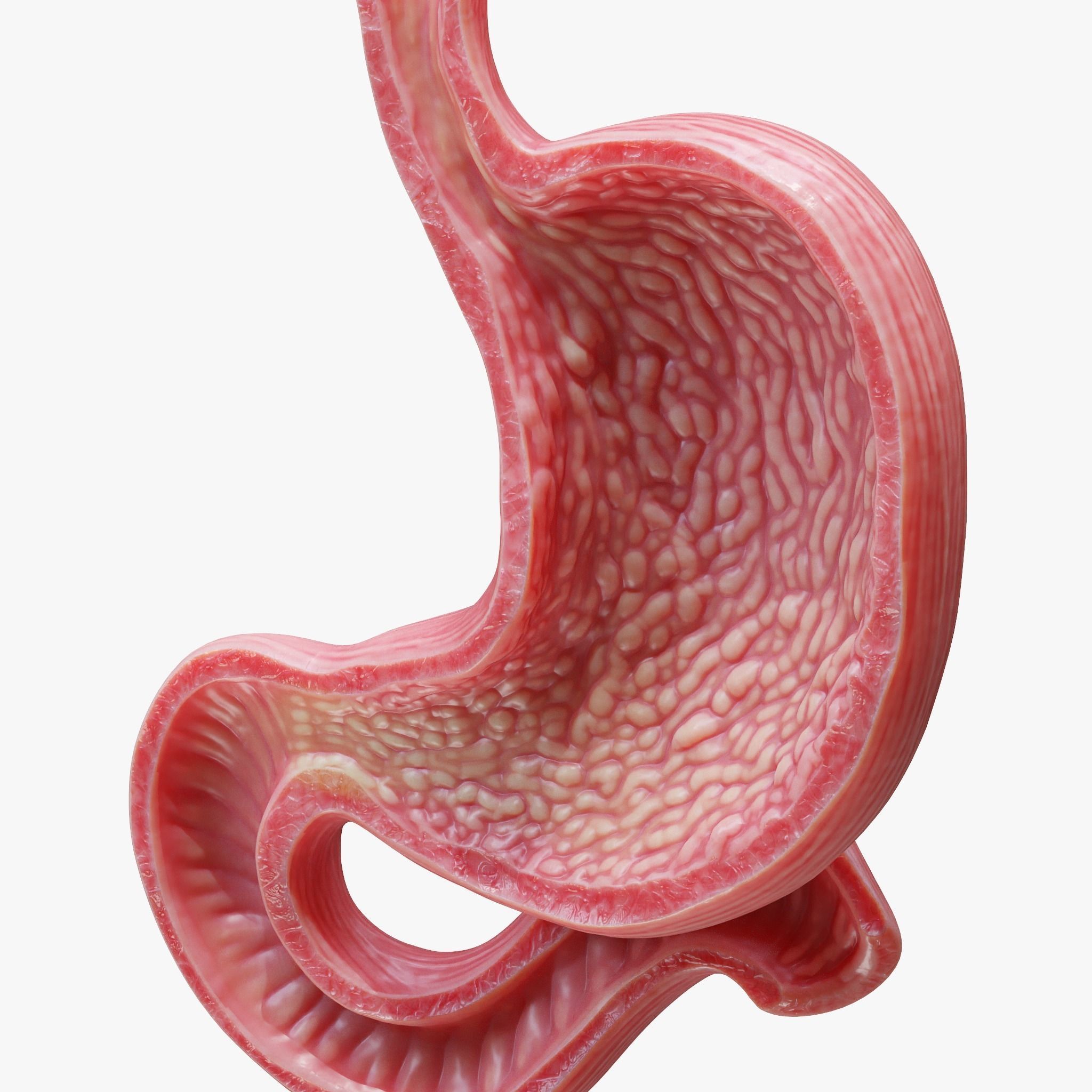 Human Stomach 3D model_6