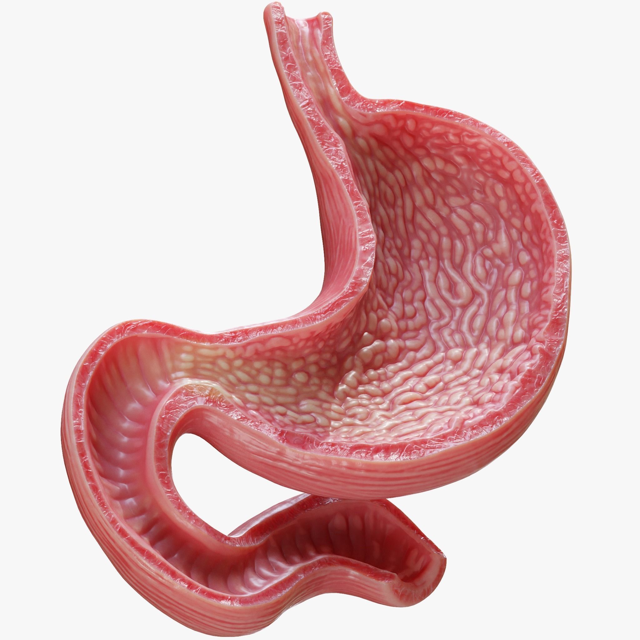 Human Stomach 3D model_2