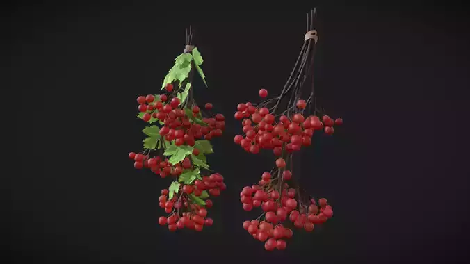 Guelder rose  red berries with leaves