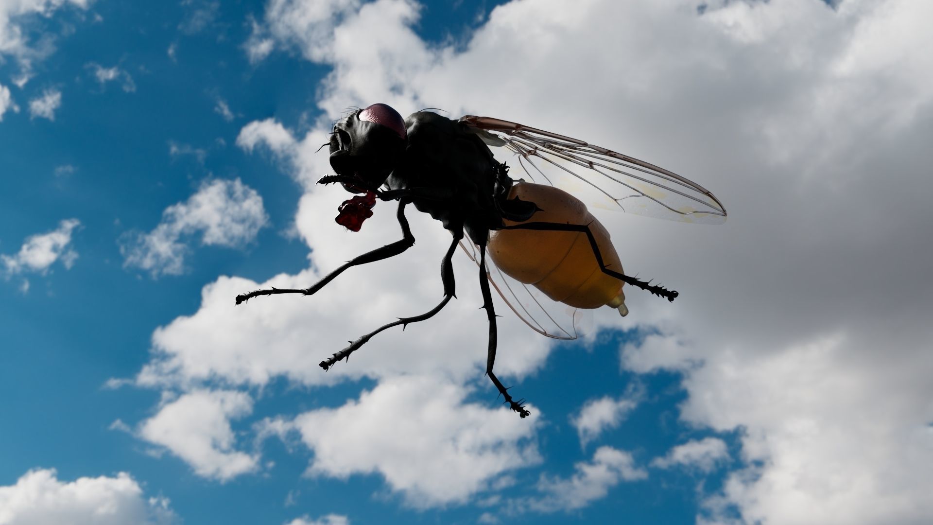 House Fly 3D model_3