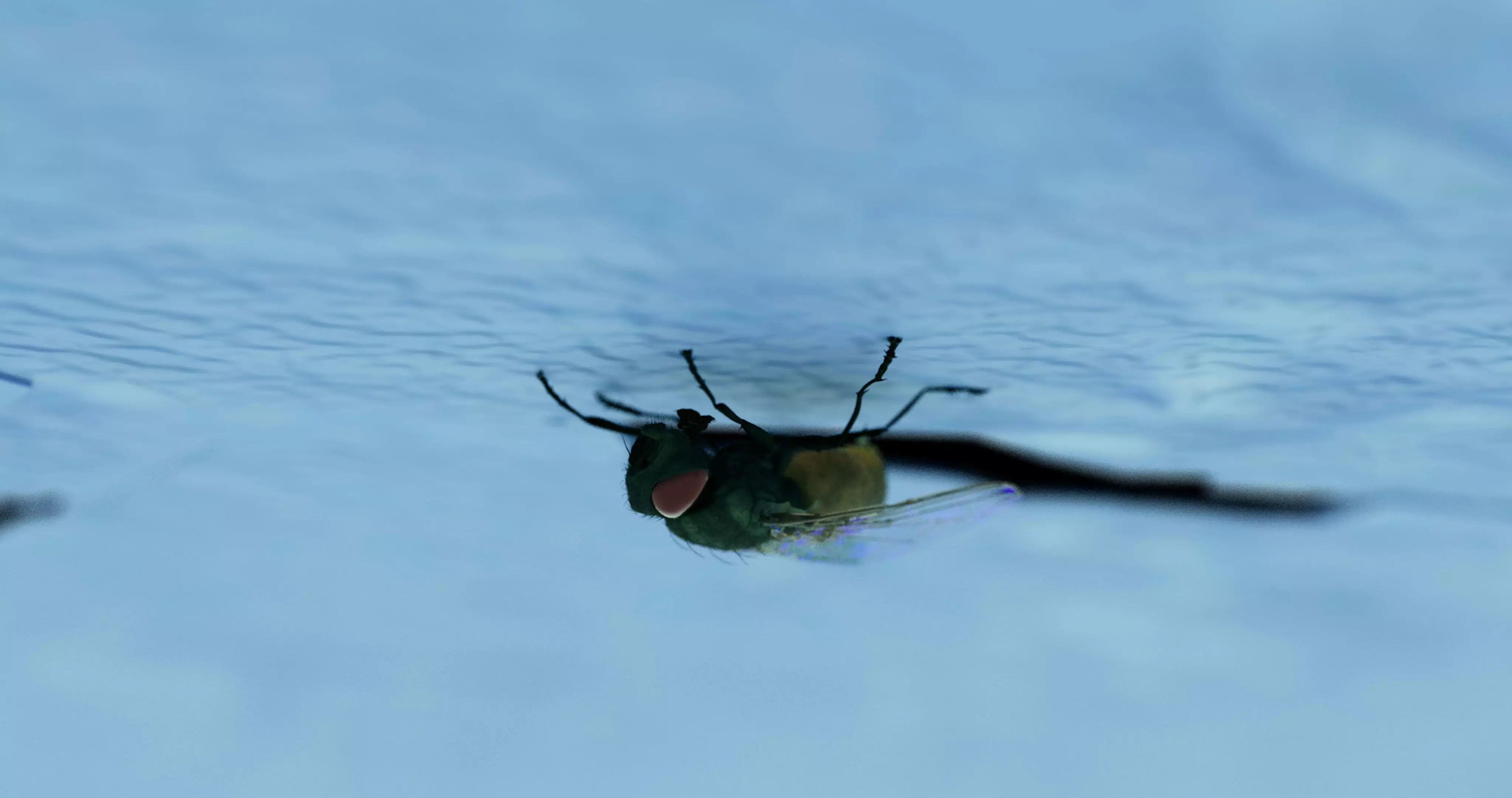 House Fly 3D model_0