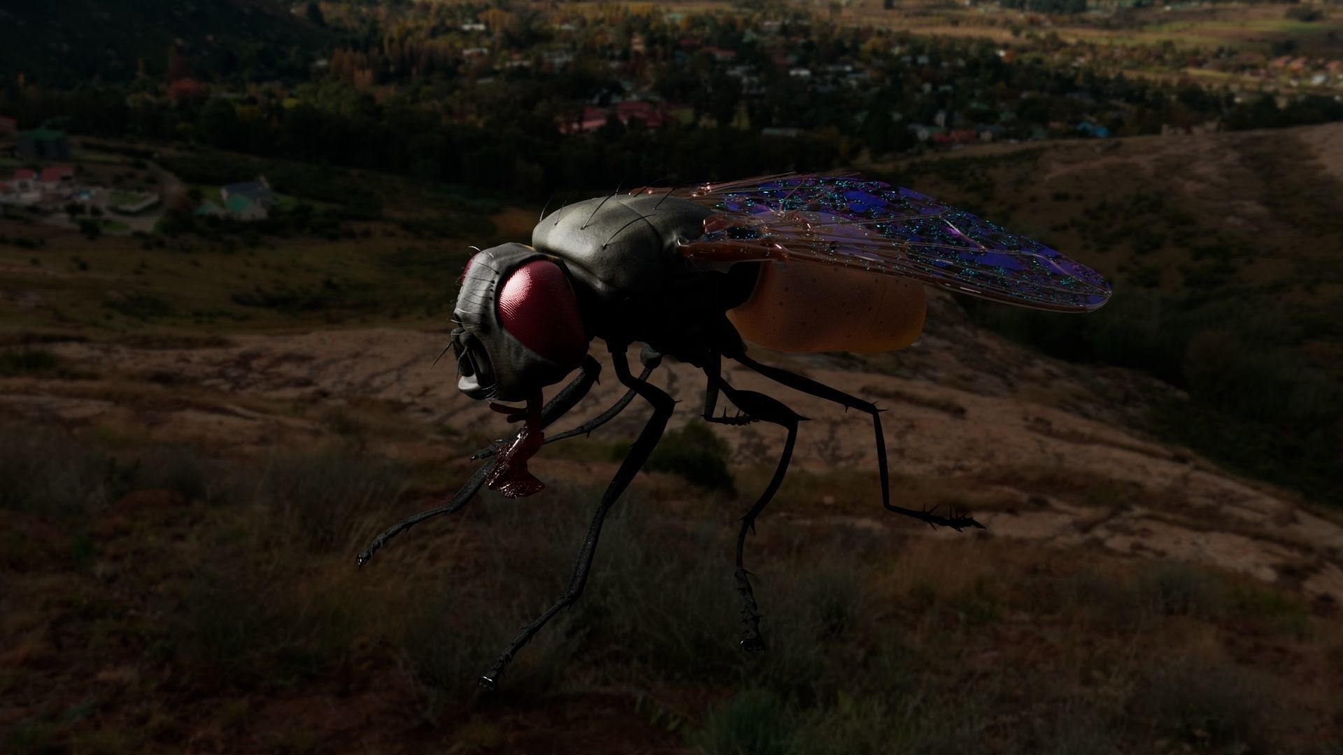 House Fly 3D model_2