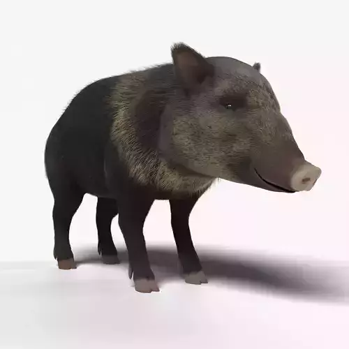 Peccary american pig