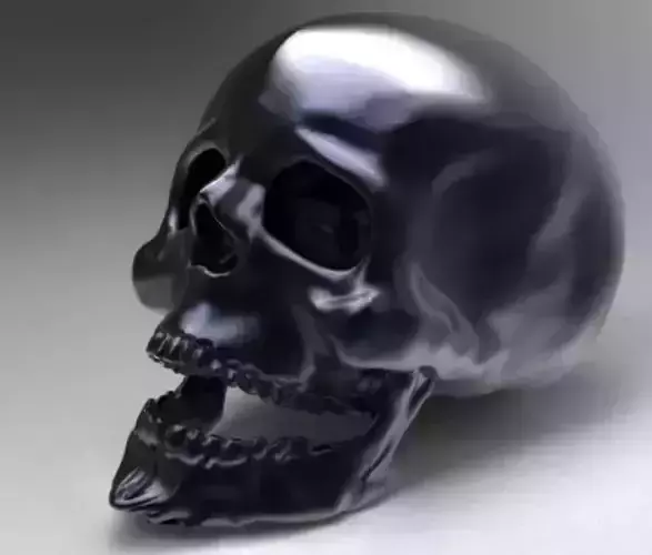 Human skull