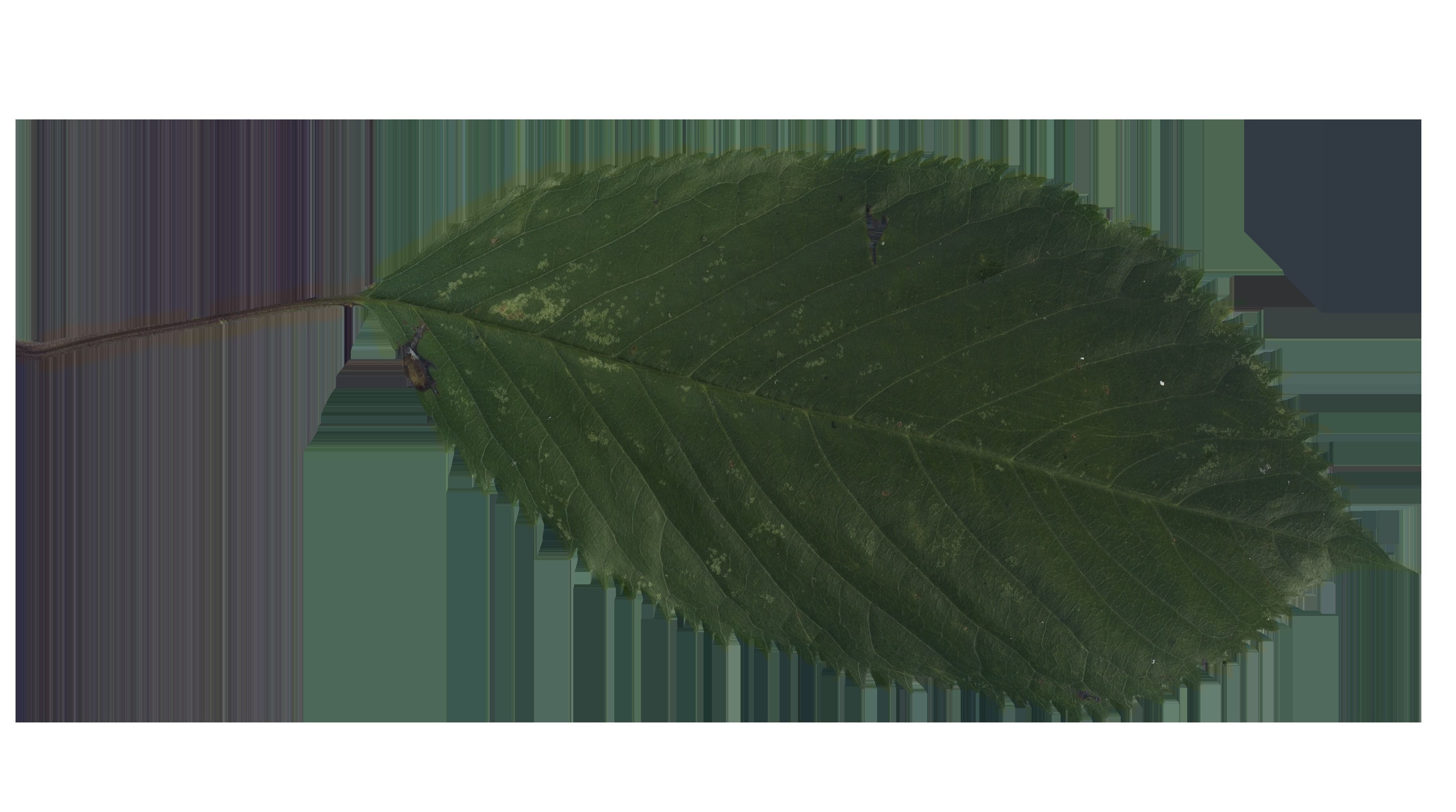 japanese tree Free 3D model_3