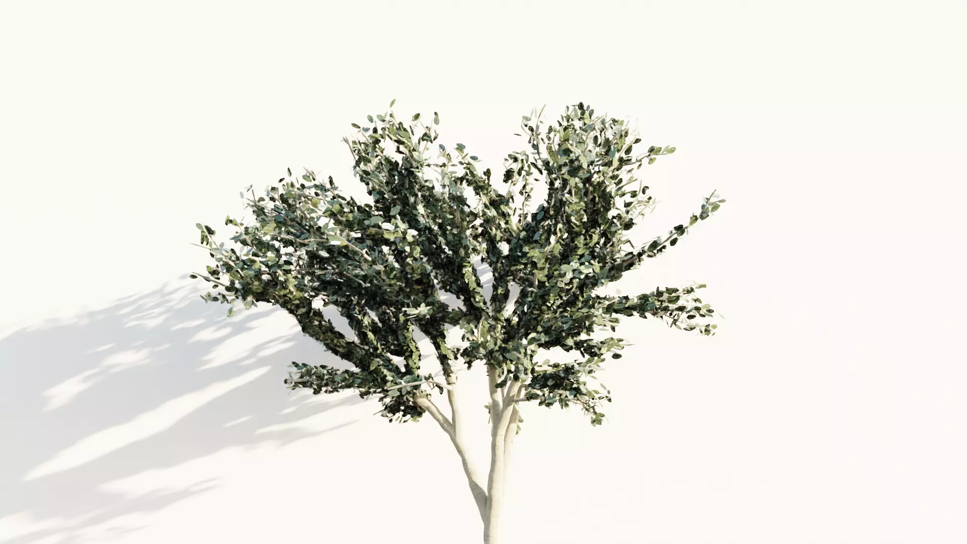 japanese tree Free 3D model_0