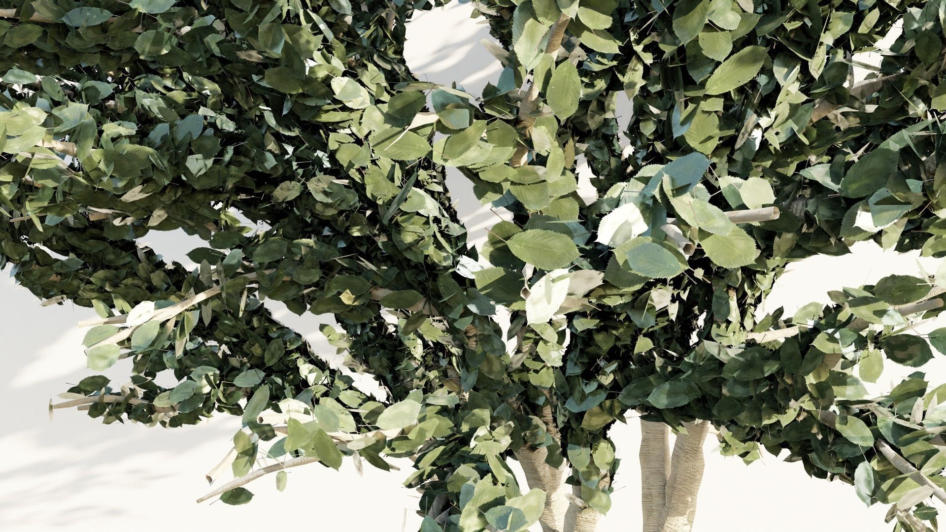 japanese tree Free 3D model_2