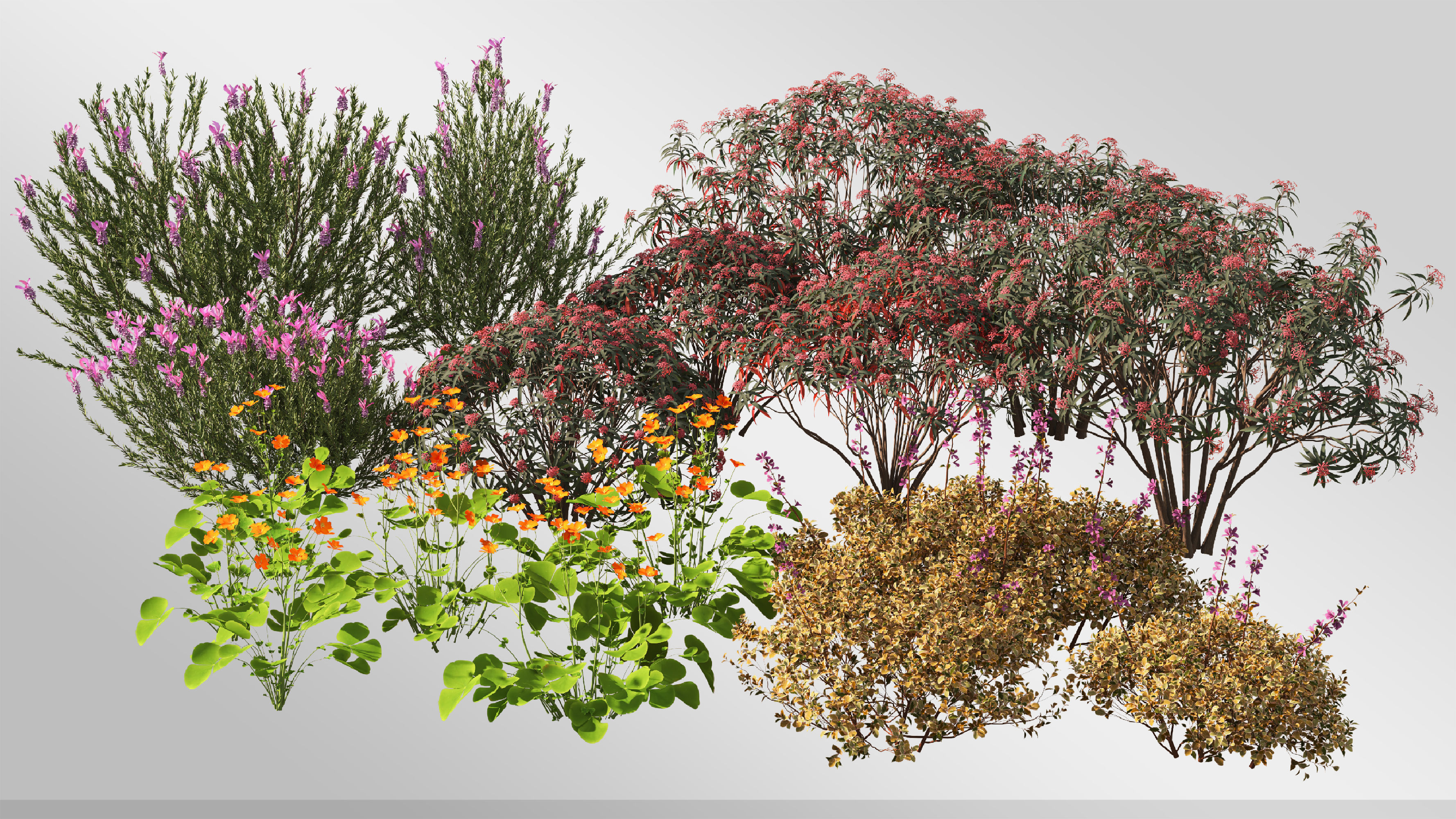 Plants Collection-Vol 01 3D model_6