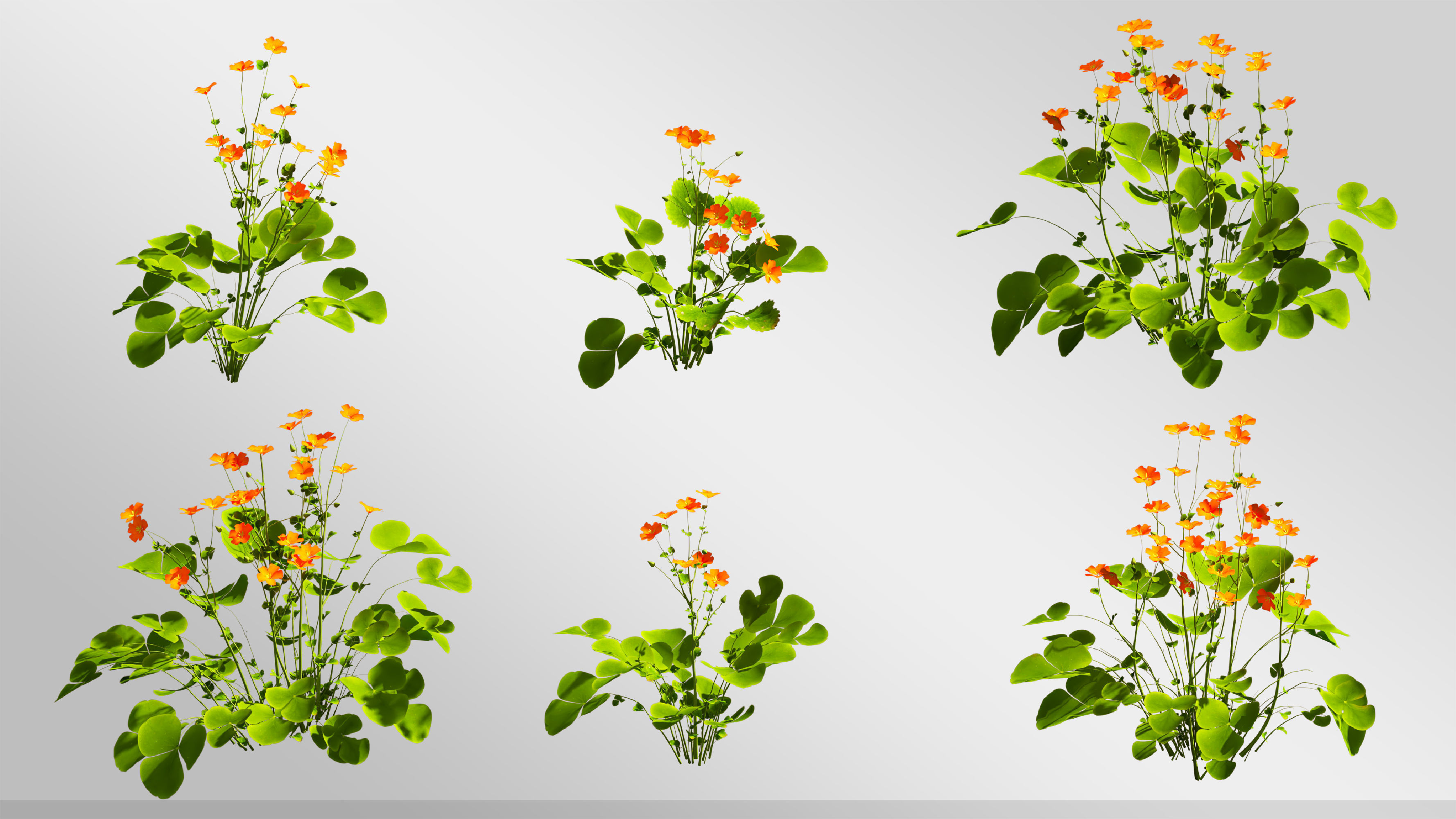 Plants Collection-Vol 01 3D model_7