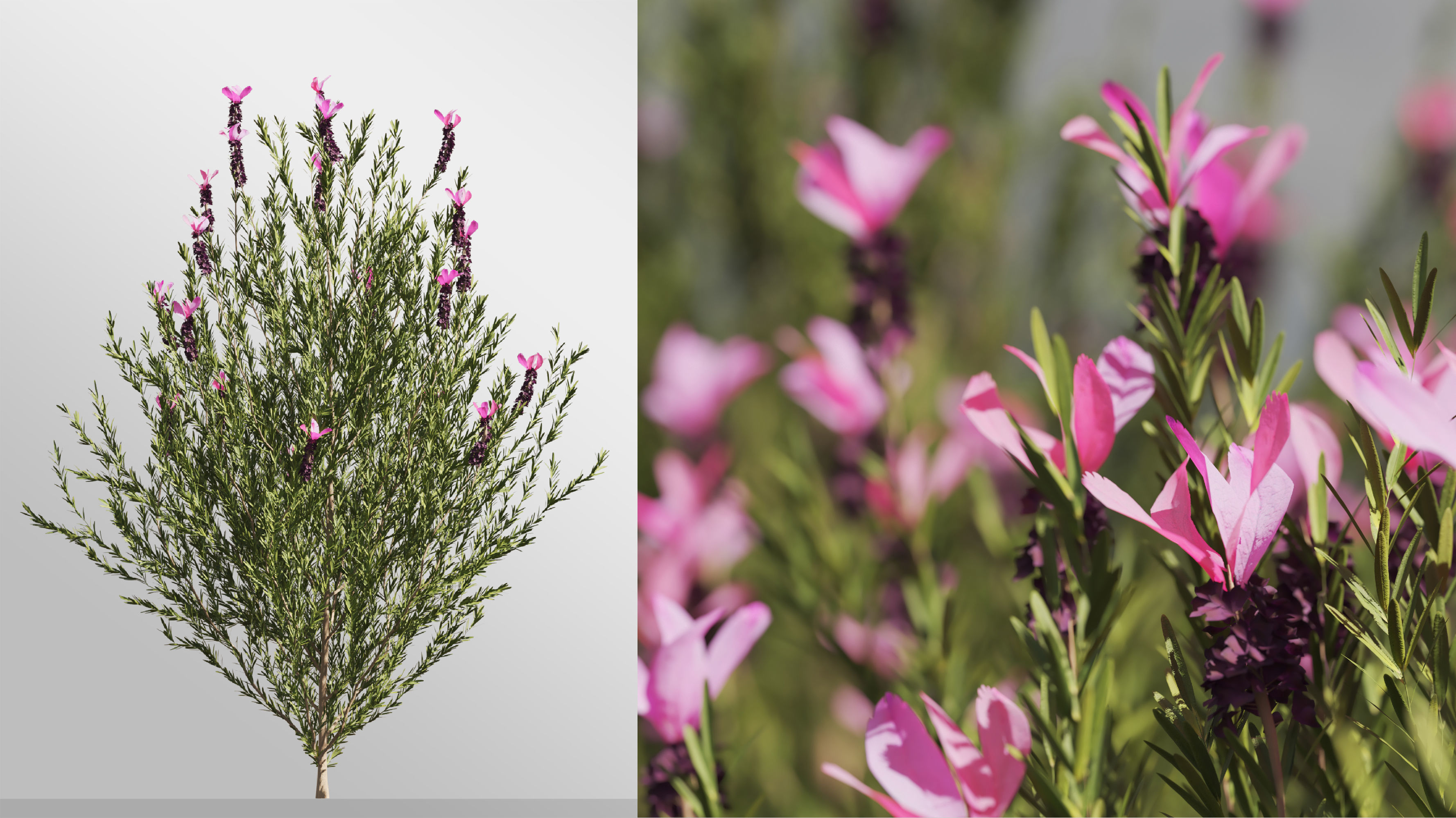 Plants Collection-Vol 01 3D model_1