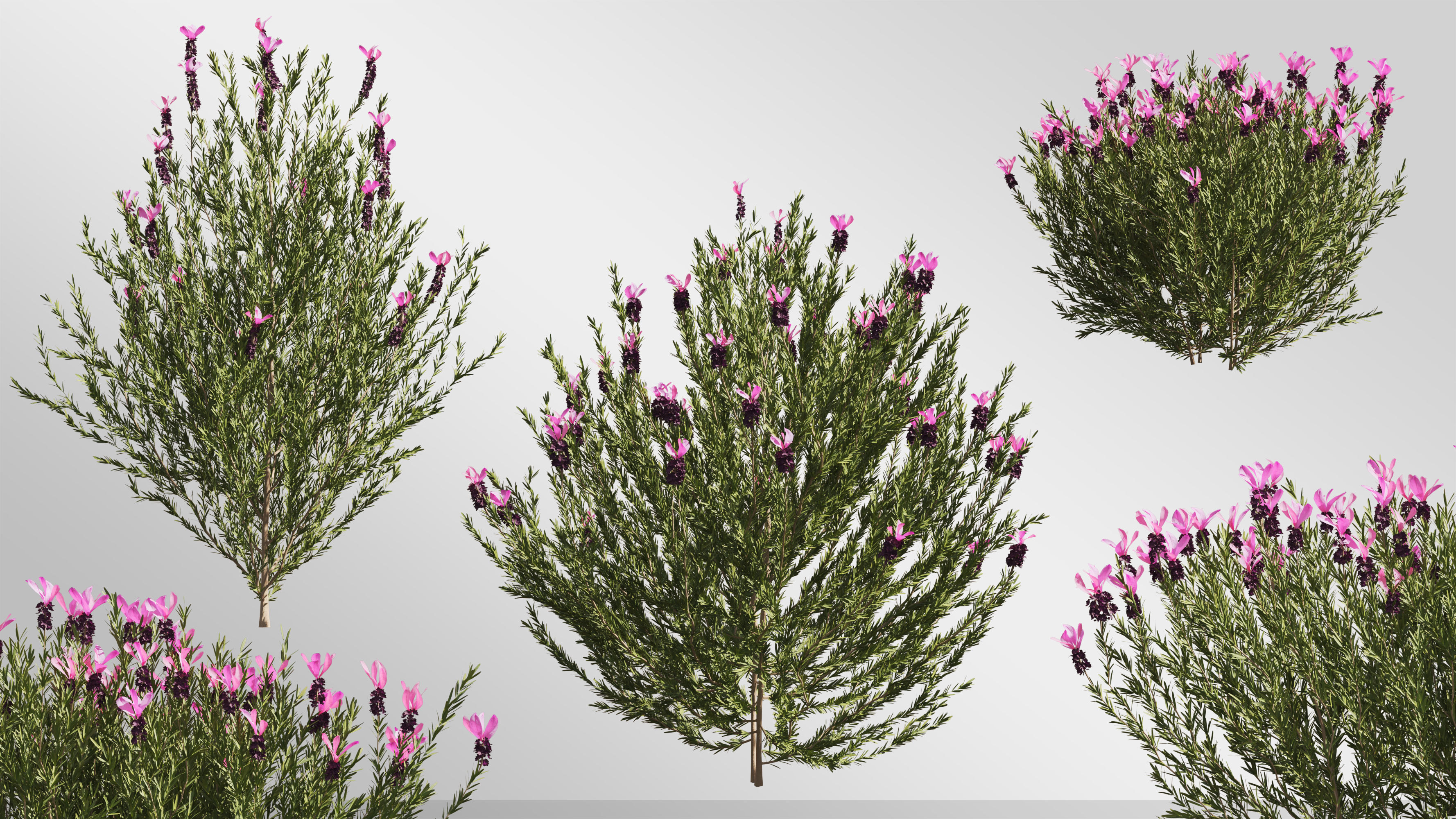 Plants Collection-Vol 01 3D model_2