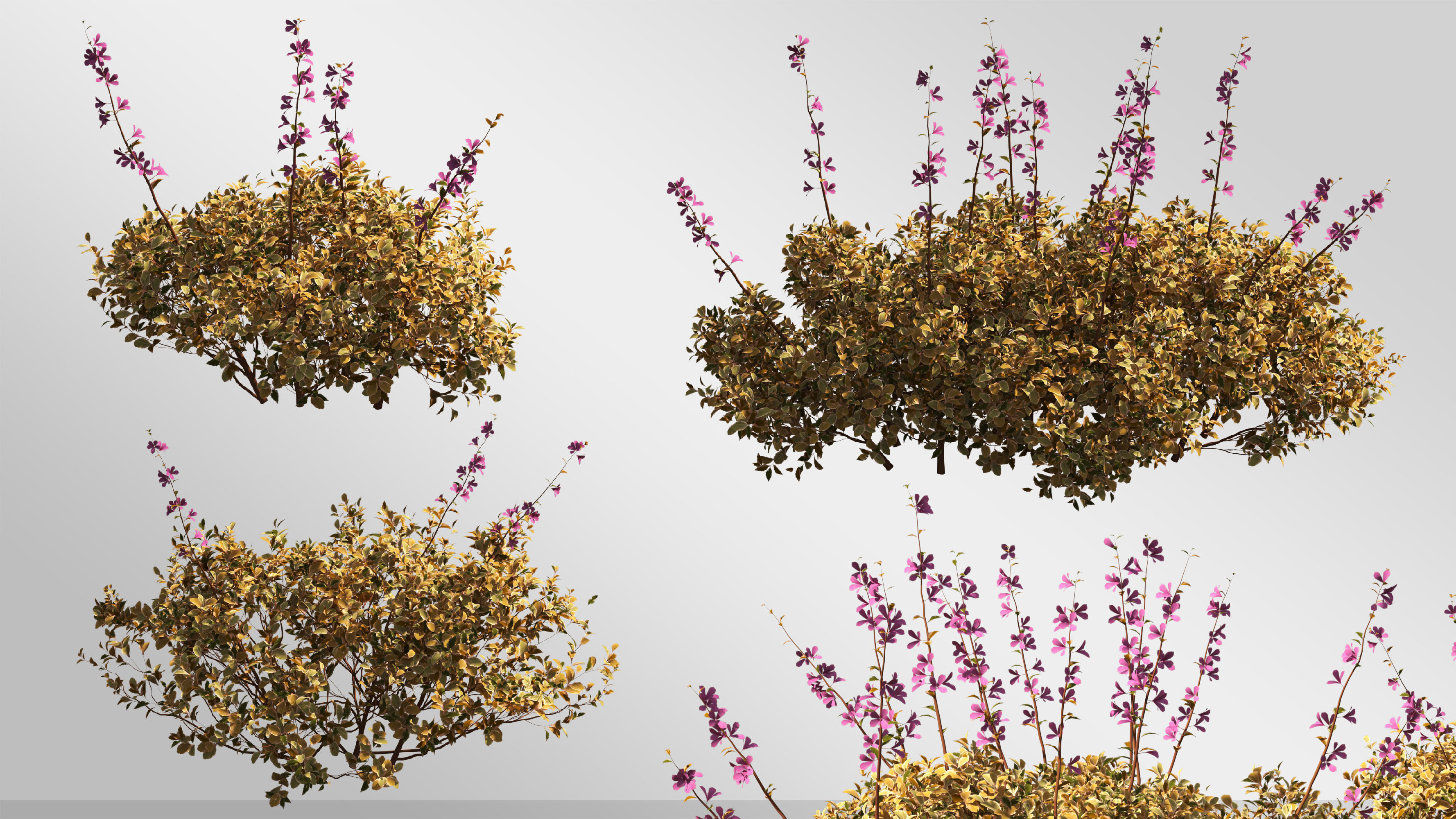 Plants Collection-Vol 01 3D model_3