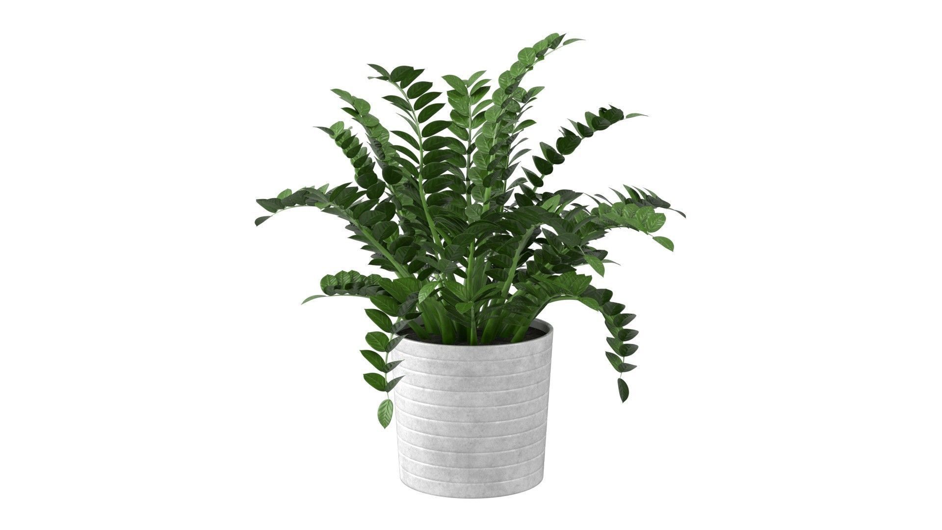 Zamioculcas Zamiifolia - Indoor Plant Low-poly 3D model_16