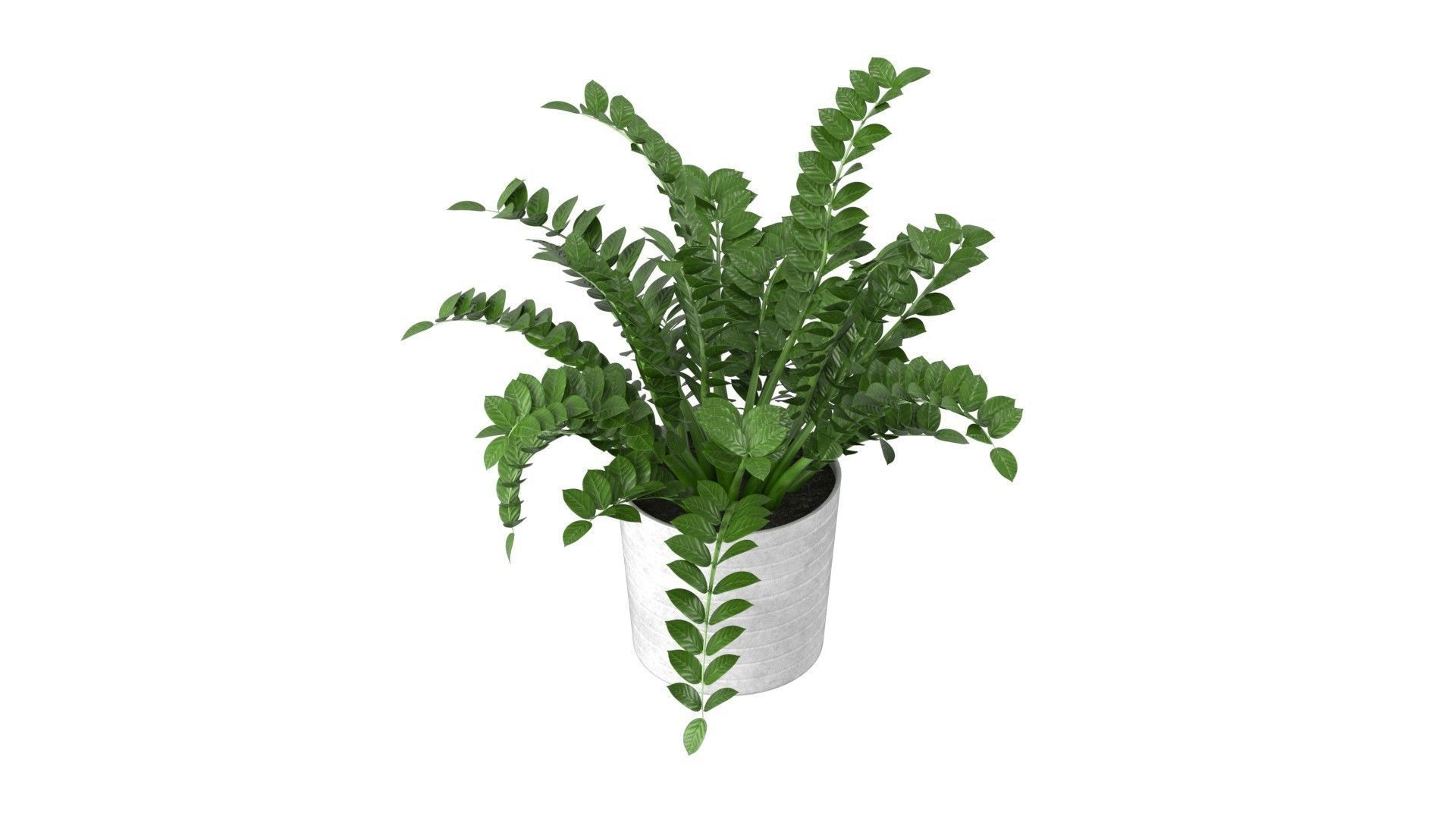 Zamioculcas Zamiifolia - Indoor Plant Low-poly 3D model_5