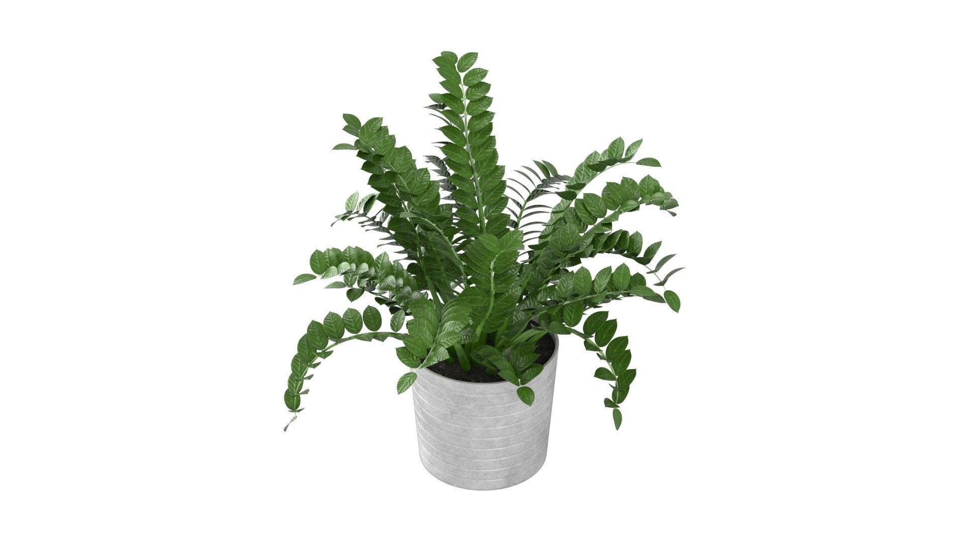 Zamioculcas Zamiifolia - Indoor Plant Low-poly 3D model_4