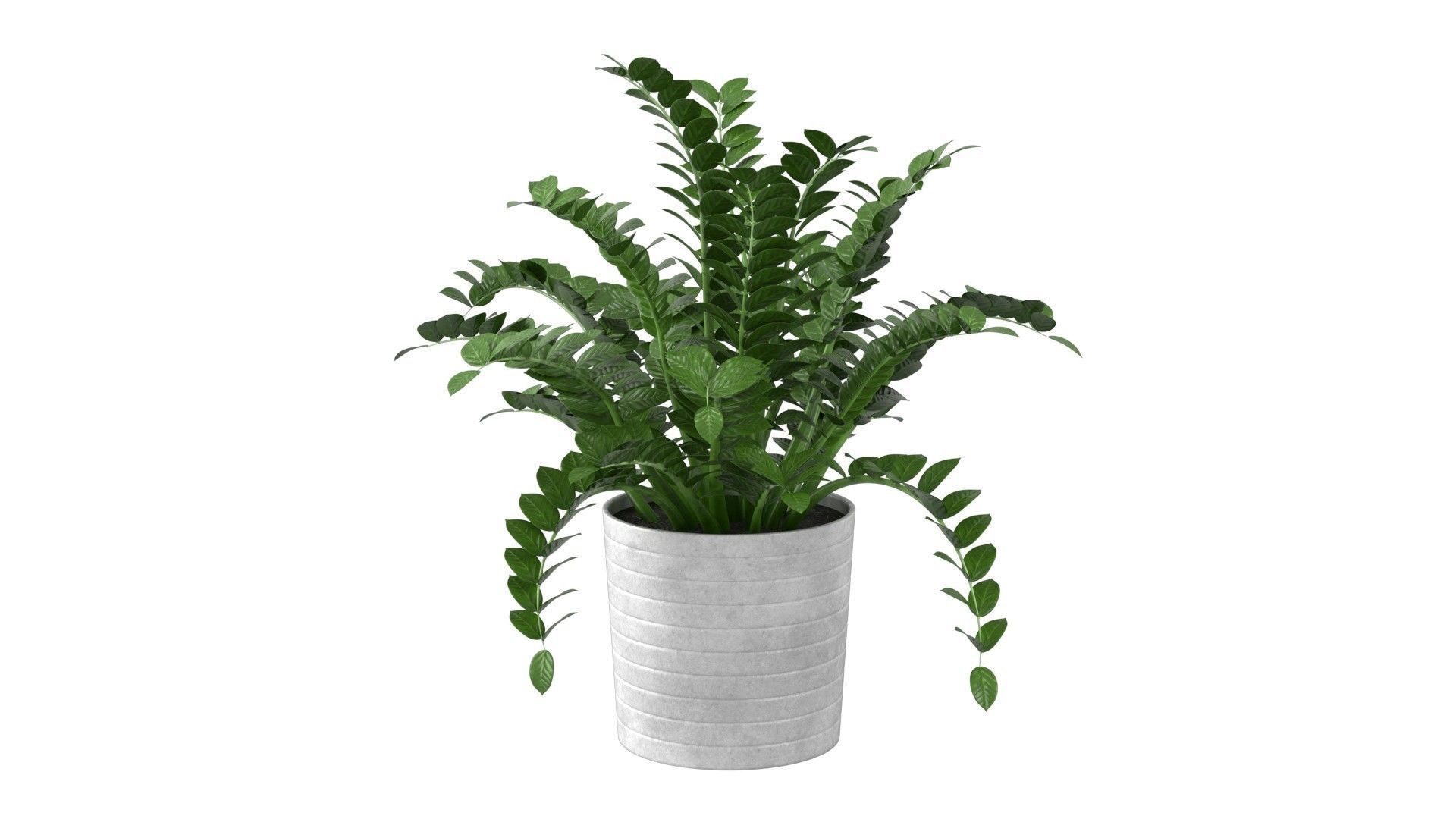 Zamioculcas Zamiifolia - Indoor Plant Low-poly 3D model_11