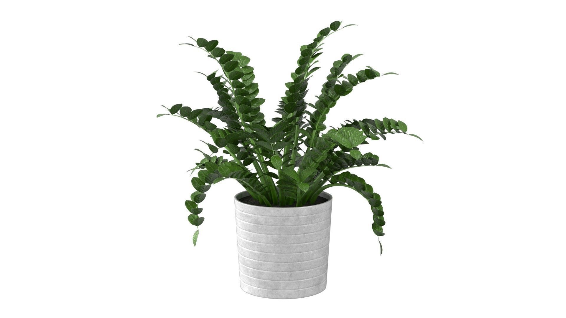 Zamioculcas Zamiifolia - Indoor Plant Low-poly 3D model_15