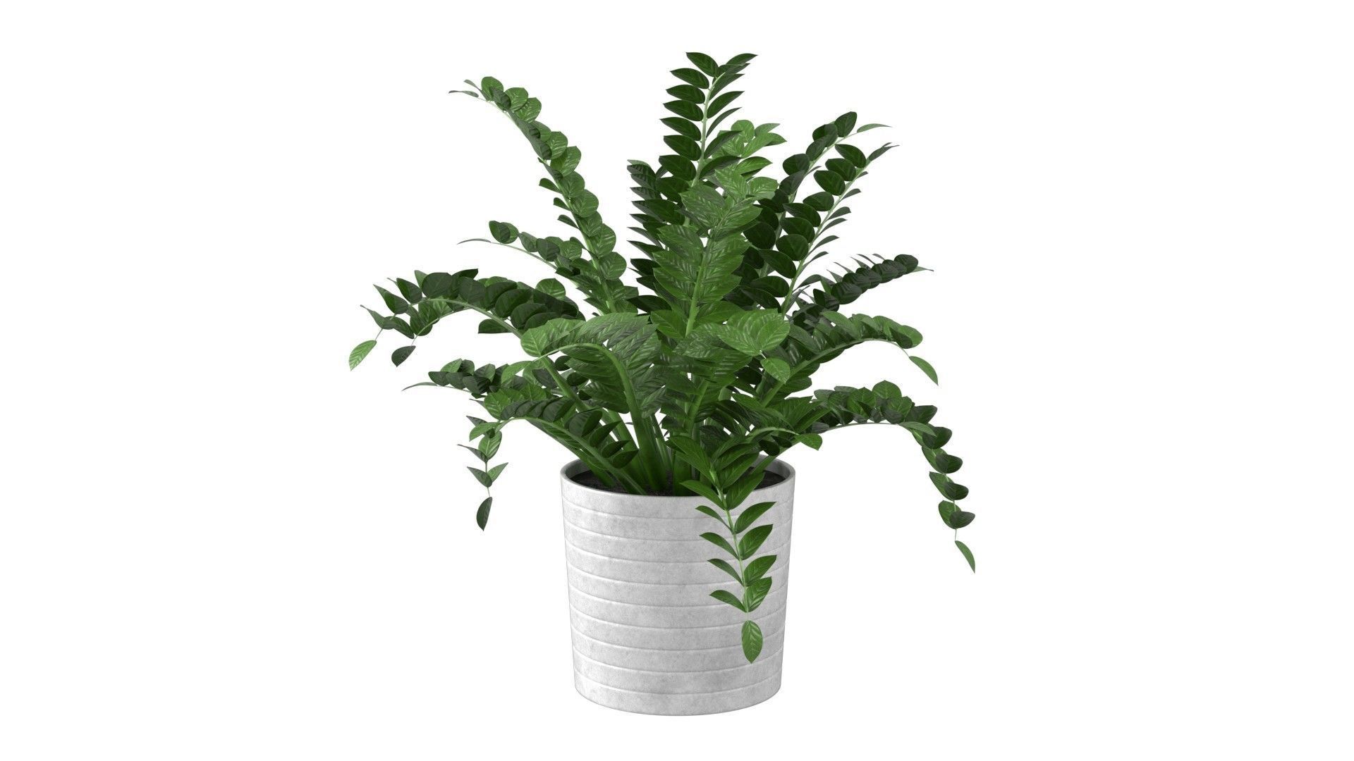 Zamioculcas Zamiifolia - Indoor Plant Low-poly 3D model_13